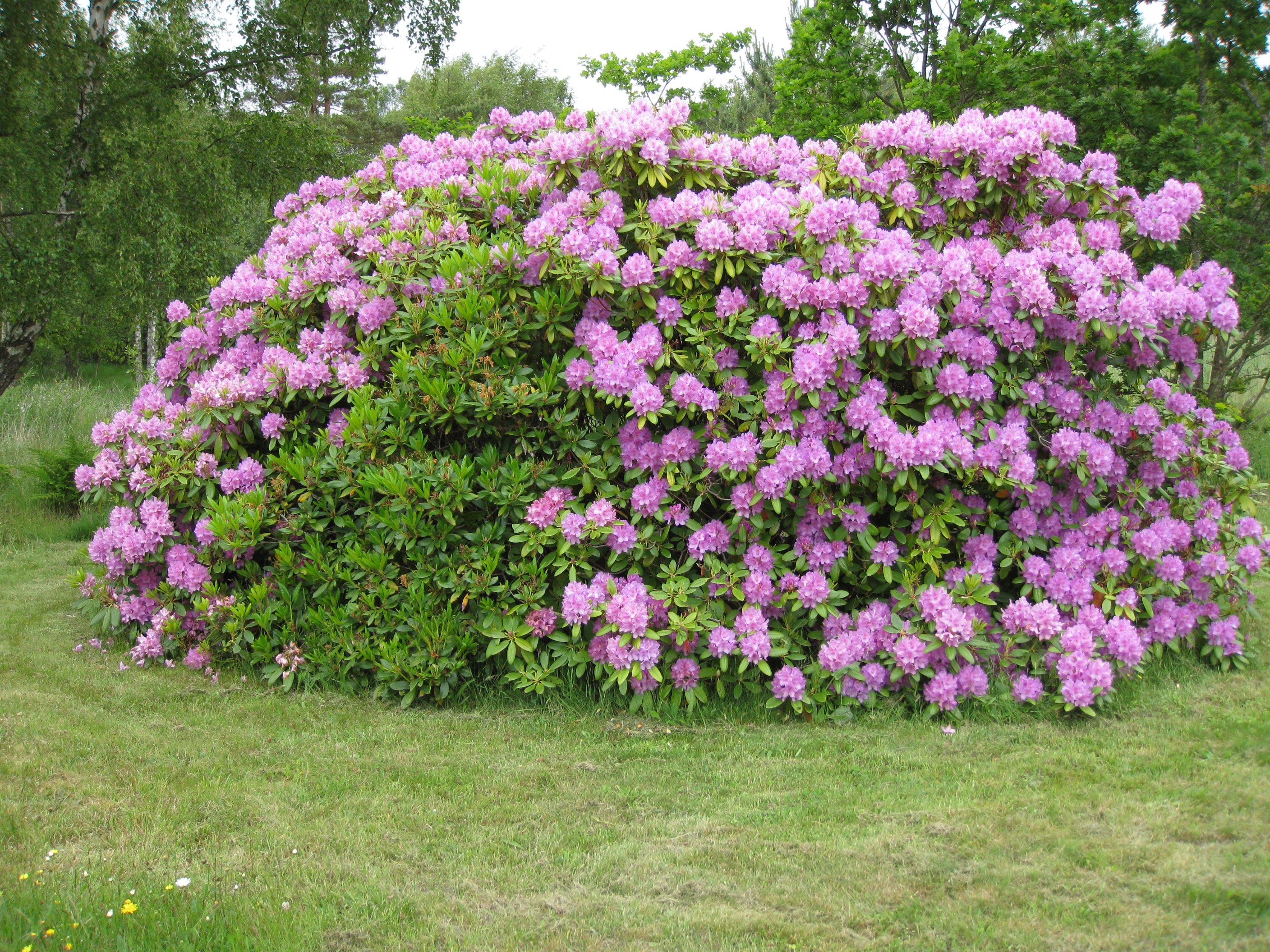 Fremhævet  billede i fuldskærmstilstand. Billede af Skovduevej 4, Østerby, 9940 Læsø
