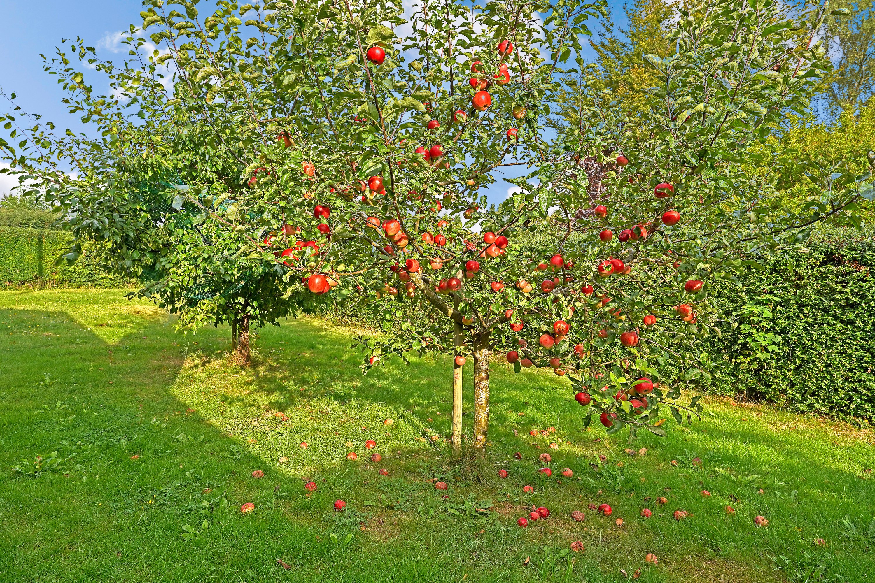 Fremhævet have billede i fuldskærmstilstand. Billede af Ulriksvej 10, Dalby Huse, 3630 Jægerspris