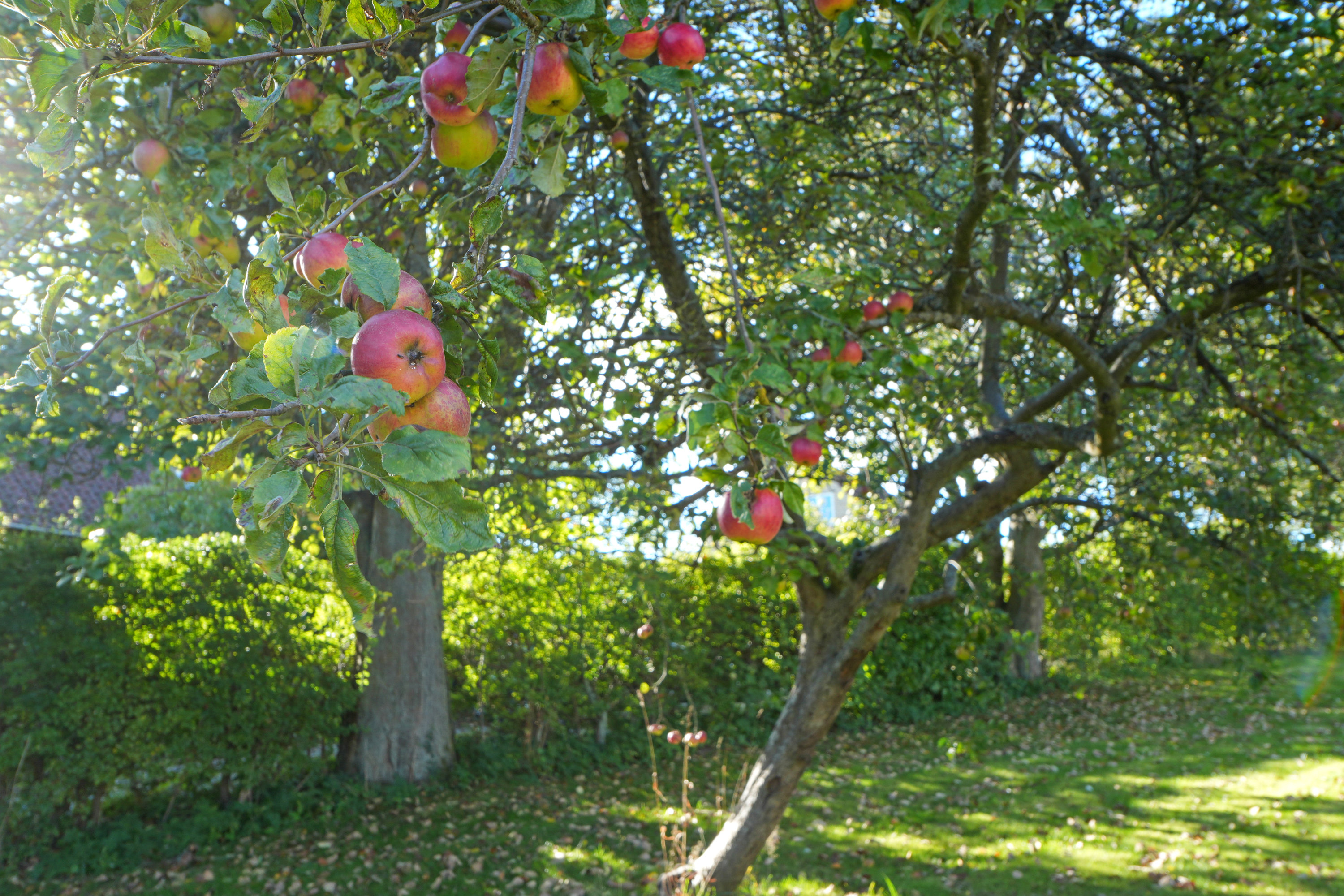 Fremhævet andet billede i fuldskærmstilstand. Billede af Bakkekrogen 3, 1. tv., 3460 Birkerød