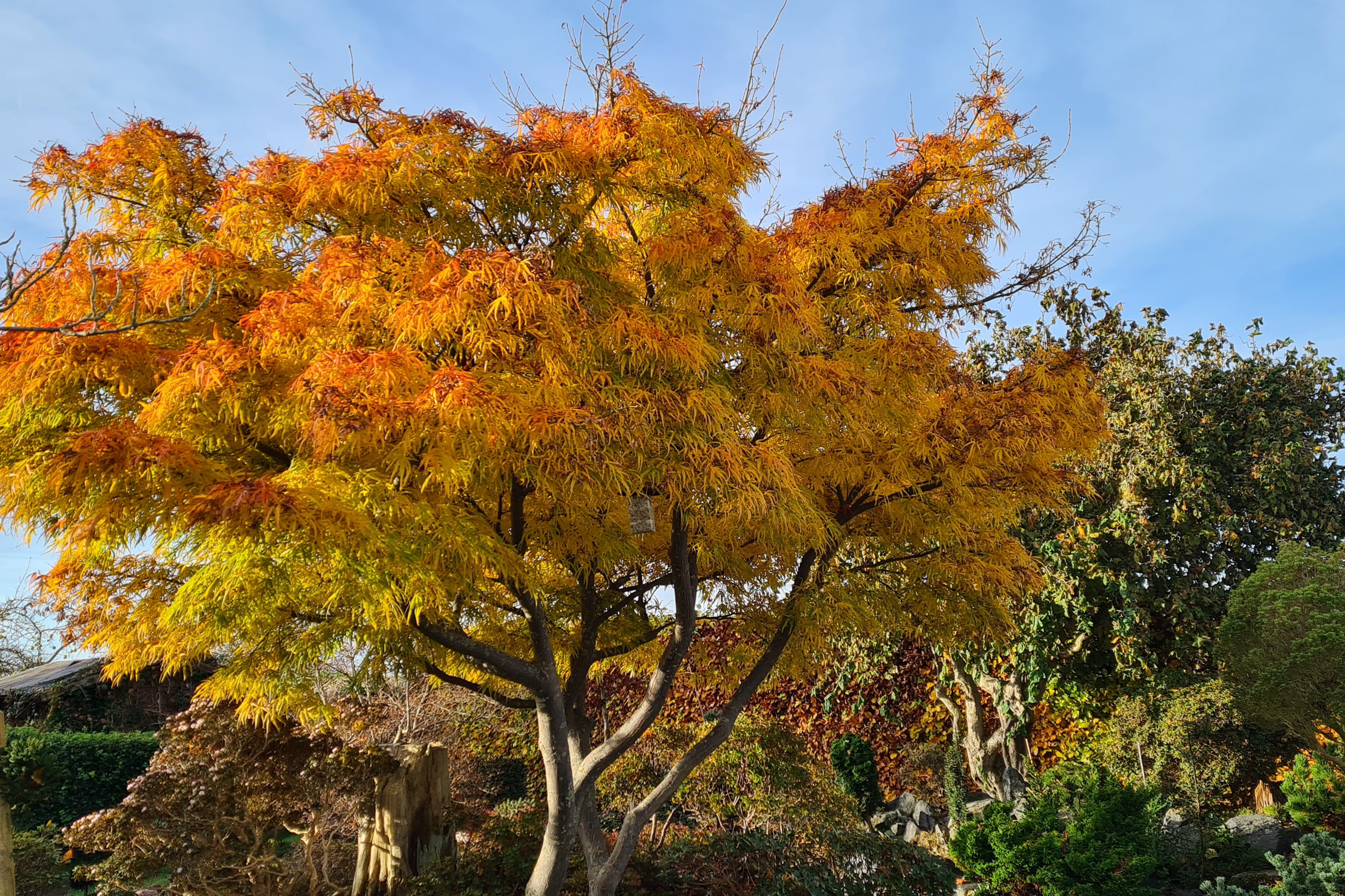 Fremhævet have billede i fuldskærmstilstand. Billede af Rosenlunden 15, Aunslev, 5800 Nyborg