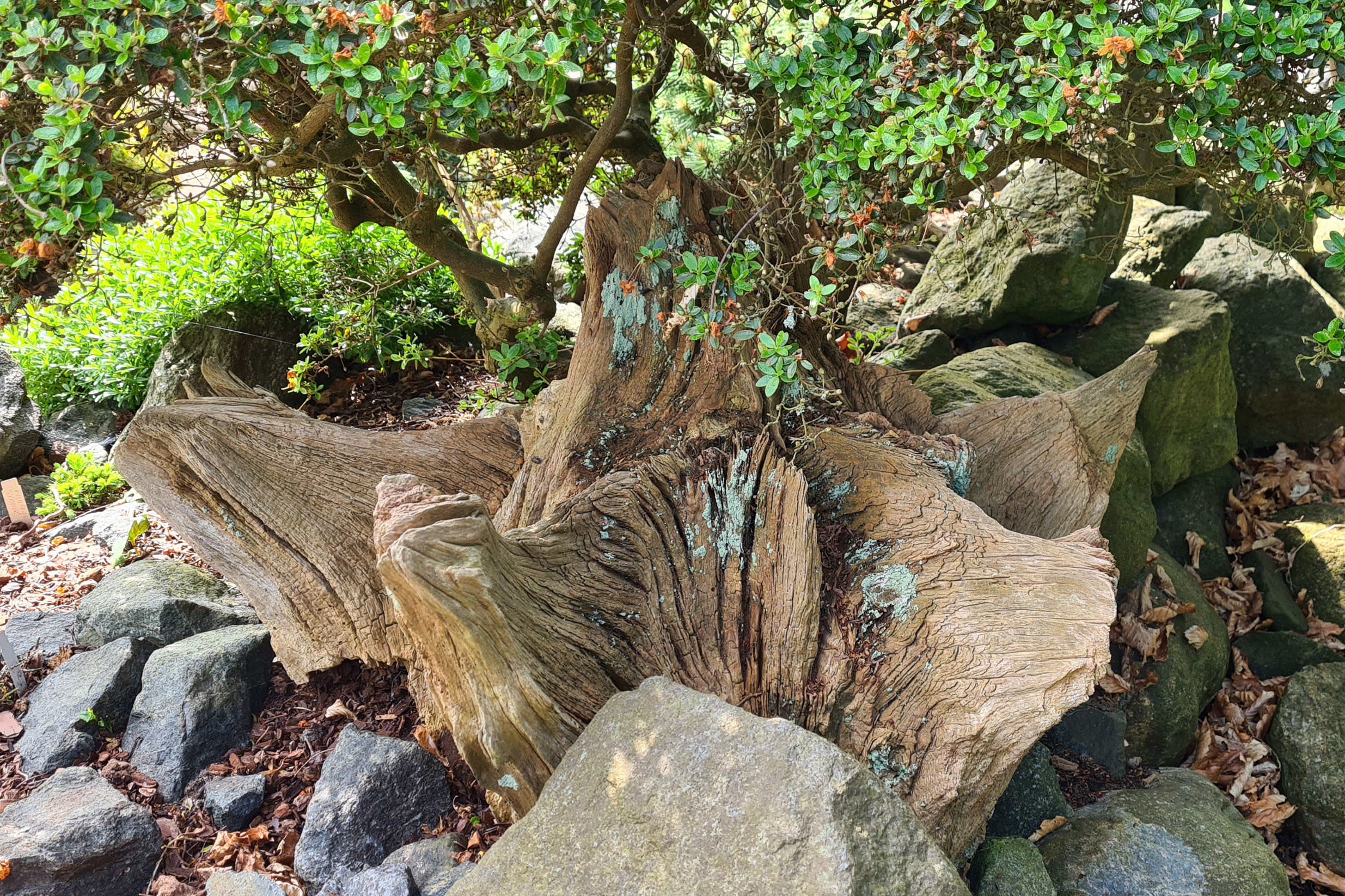 Fremhævet have billede i fuldskærmstilstand. Billede af Rosenlunden 15, Aunslev, 5800 Nyborg