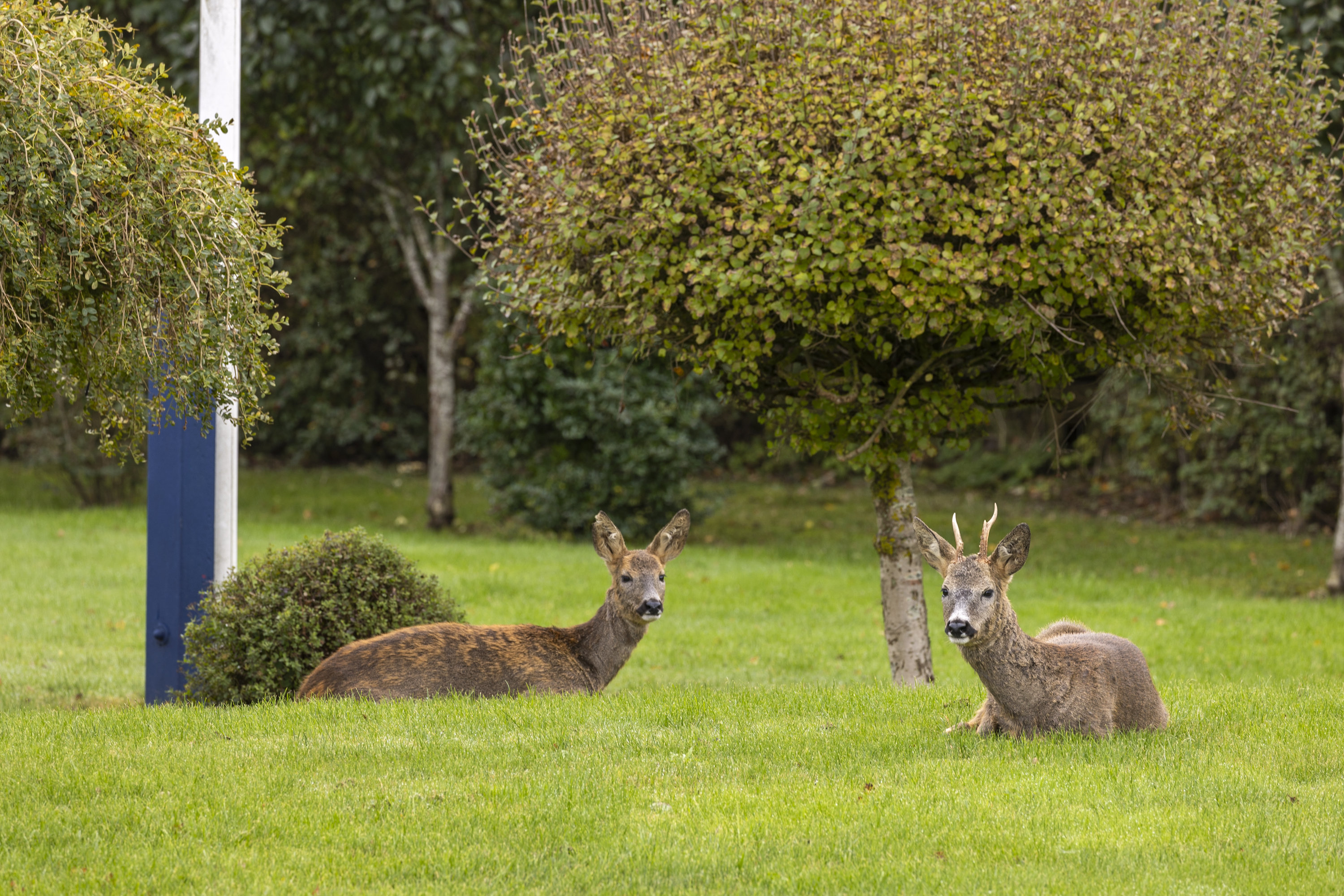 Fremhævet have billede i fuldskærmstilstand. Billede af Tornskadevej 5, Ll Kongsmark, 4200 Slagelse