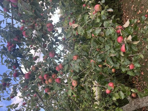 Fremhævet  billede i fuldskærmstilstand. Billede af H C Lumbyes Vej 53, Strib, 5500 Middelfart