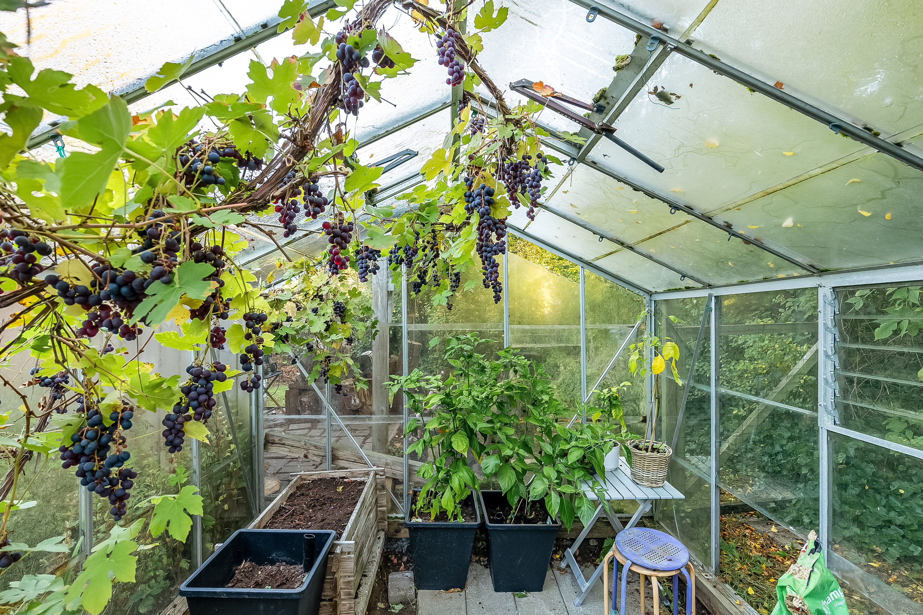 Fremhævet drivhus billede i fuldskærmstilstand. Billede af Mariavej 1, 6091 Bjert