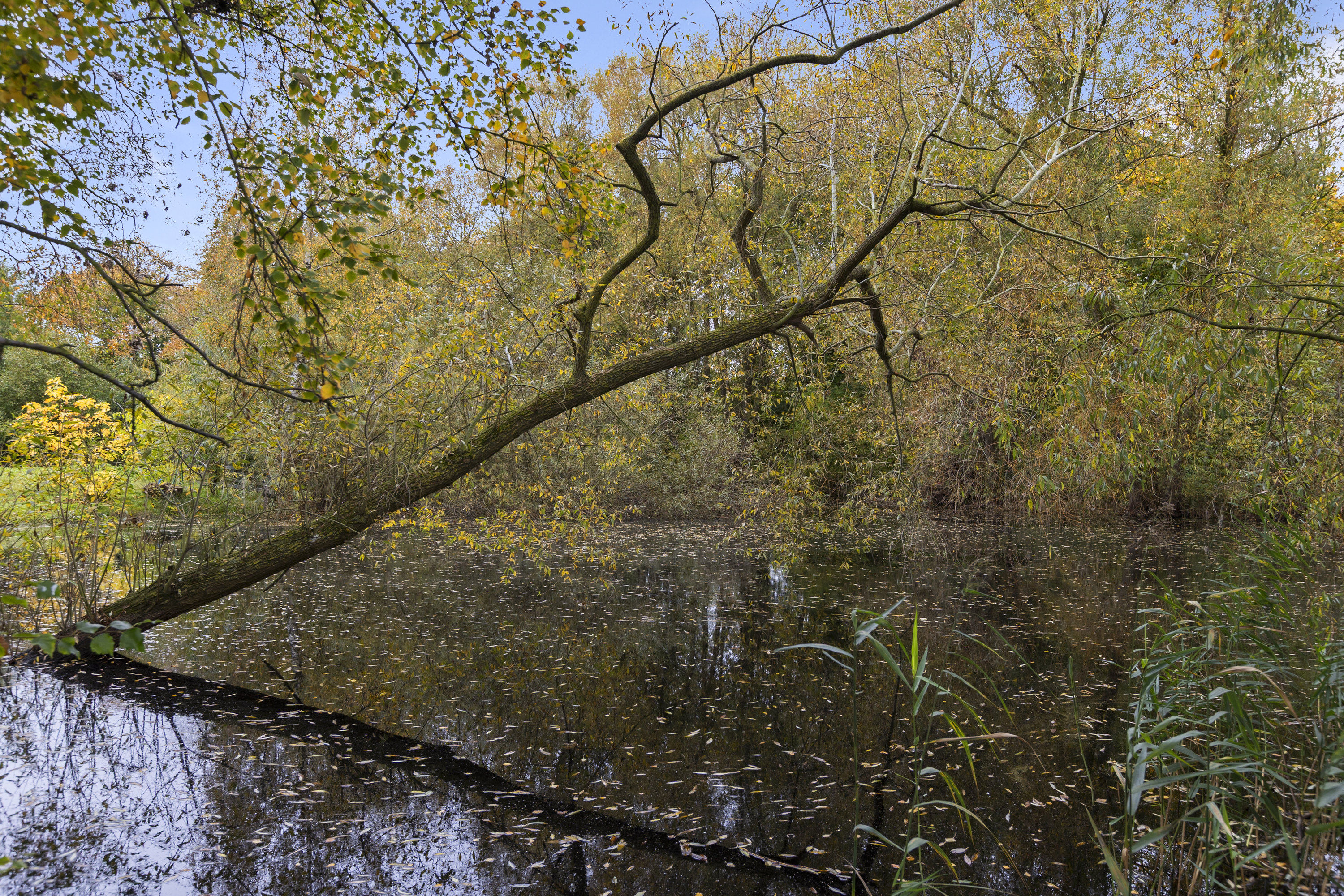 Fremhævet have billede i fuldskærmstilstand. Billede af Mosevej 3, 4241 Vemmelev