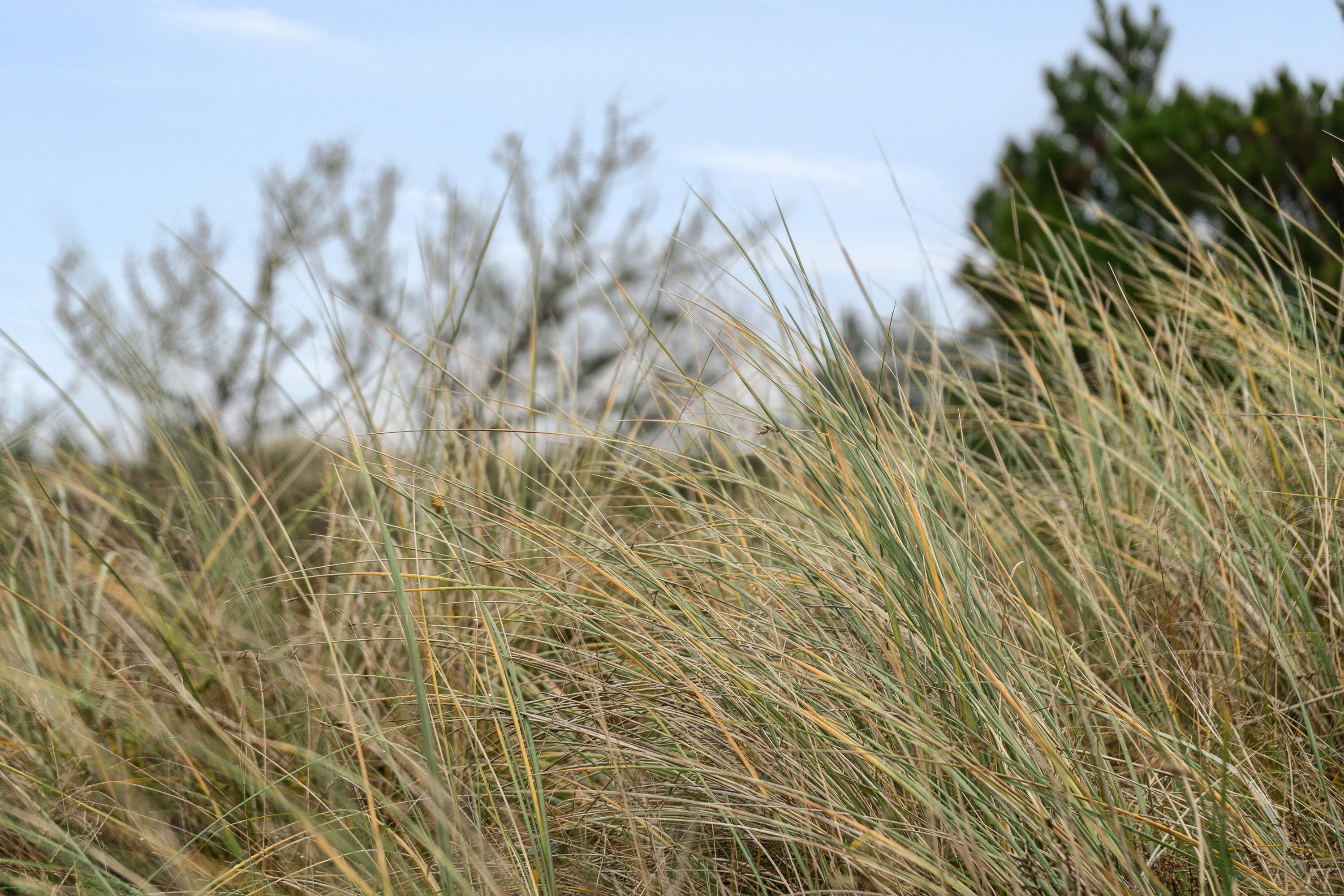 Fremhævet udendørs billede i fuldskærmstilstand. Billede af Sletningen 1, Klitmøller, 7700 Thisted