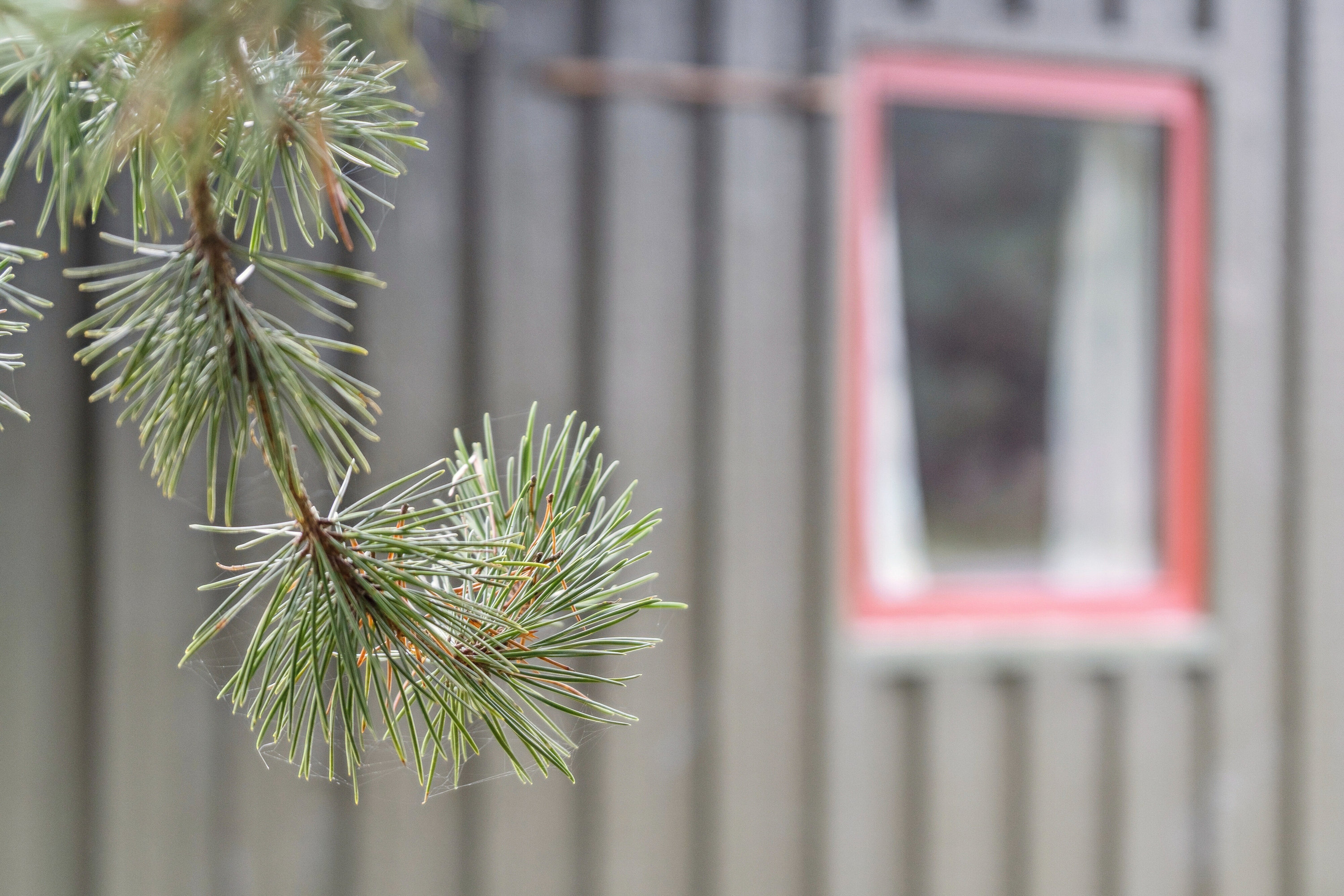 Fremhævet udendørs billede i fuldskærmstilstand. Billede af Sletningen 1, Klitmøller, 7700 Thisted