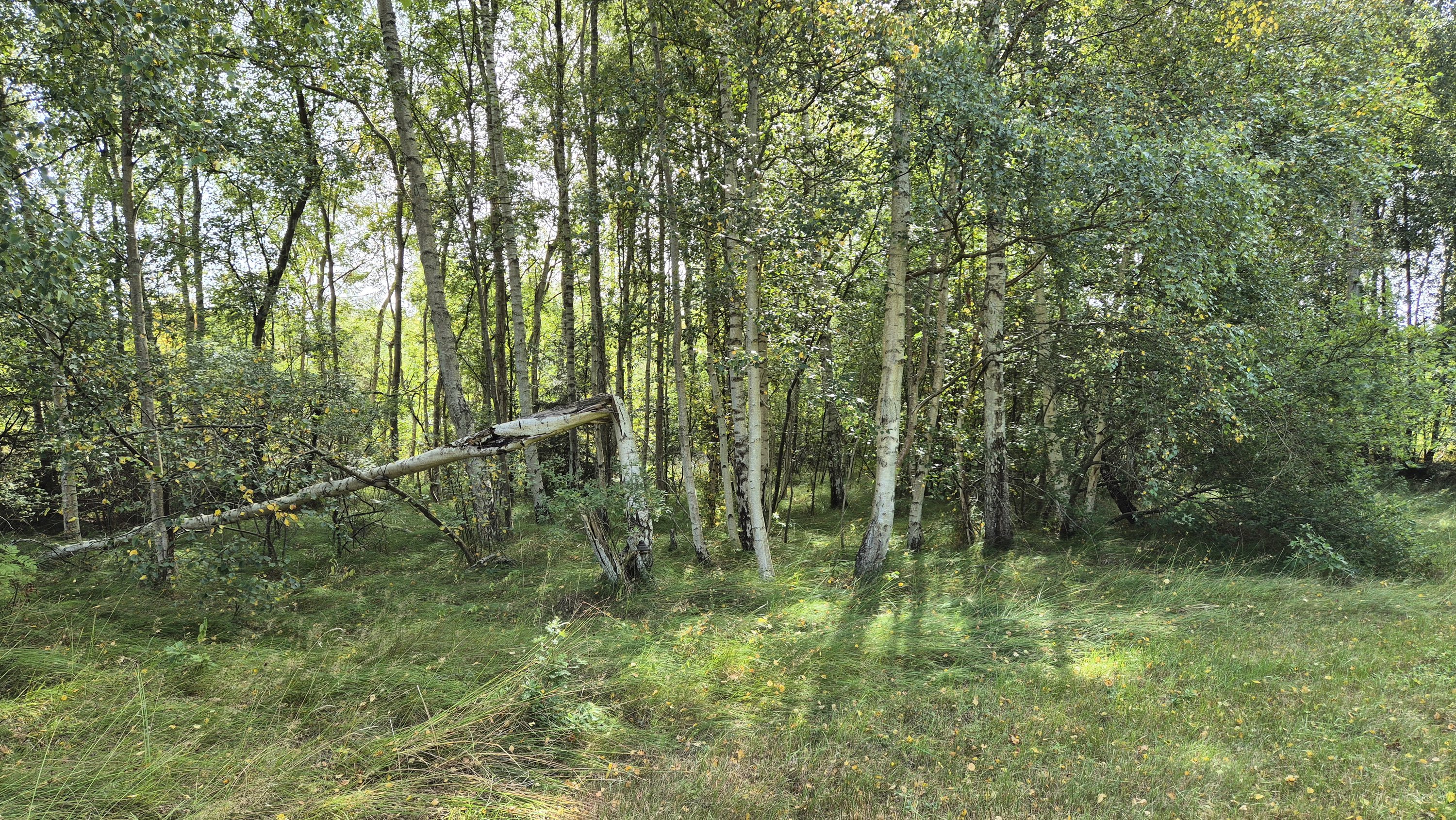 Miniaturebillede 1: . Billede af Blåmunkevej 4, Vesterø, 9940 Læsø