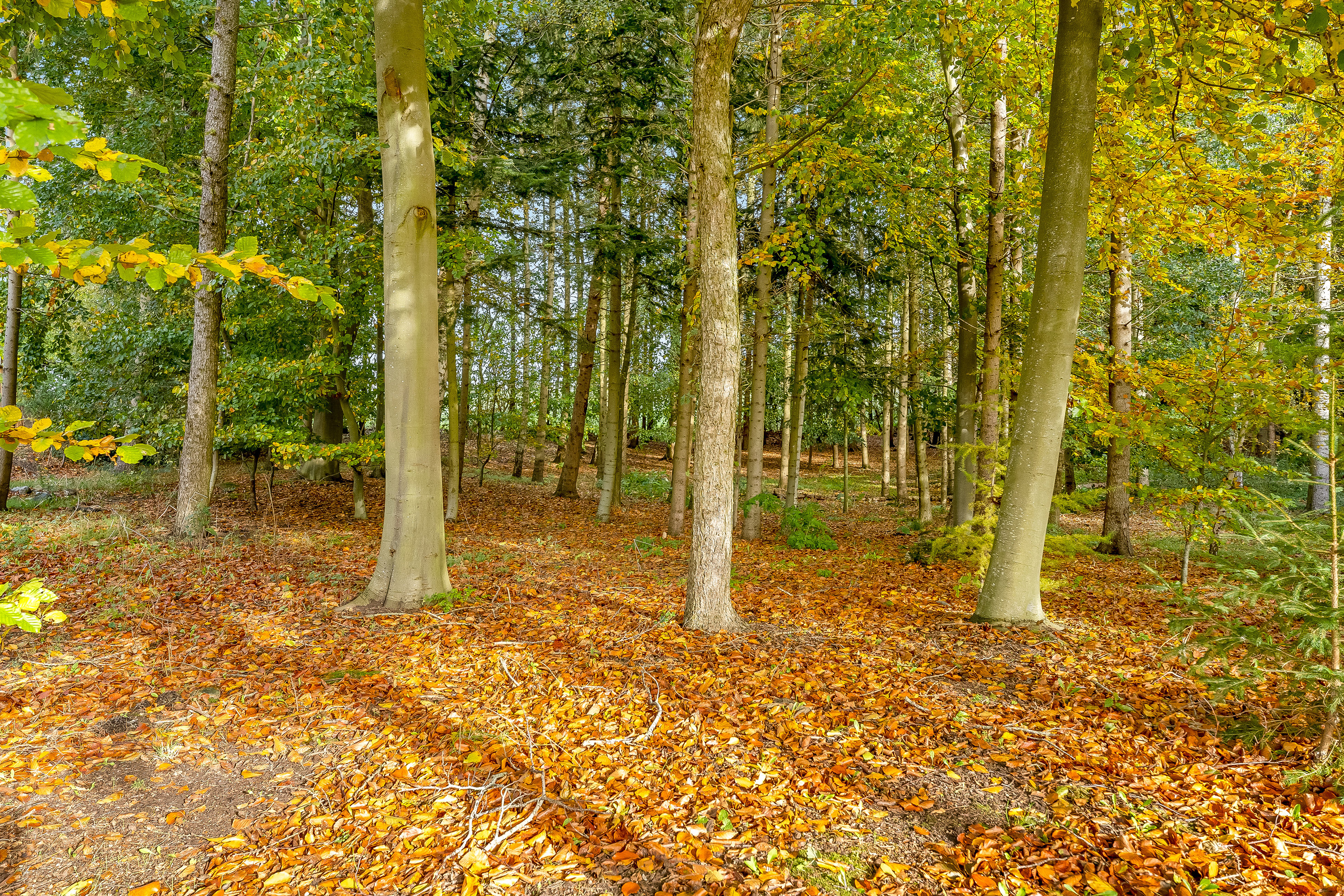 Fremhævet skov billede i fuldskærmstilstand. Billede af Horsemor 3, Systofte, 4800 Nykøbing F