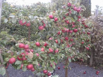 Fremhævet  billede i fuldskærmstilstand. Billede af Rugmarksvej 1, 5800 Nyborg