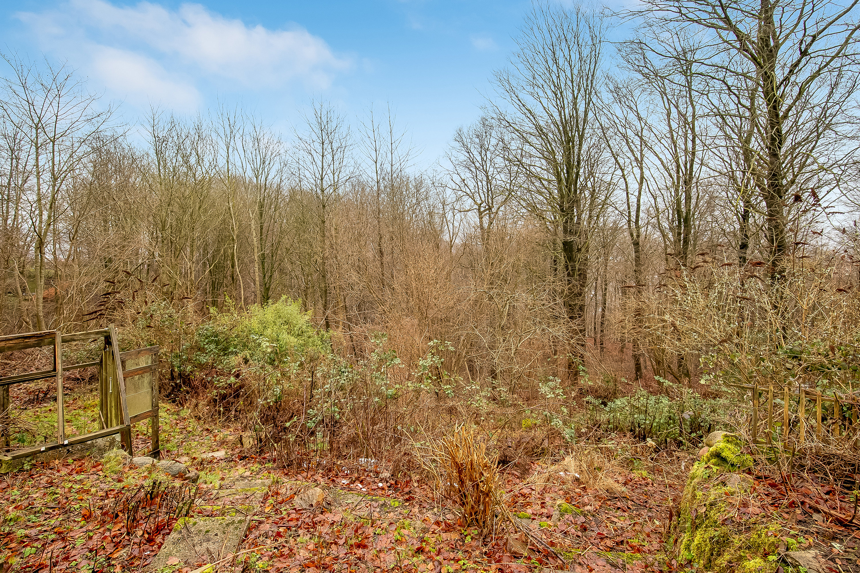 Fremhævet skov billede i fuldskærmstilstand. Billede af Venusvej 40, 7100 Vejle