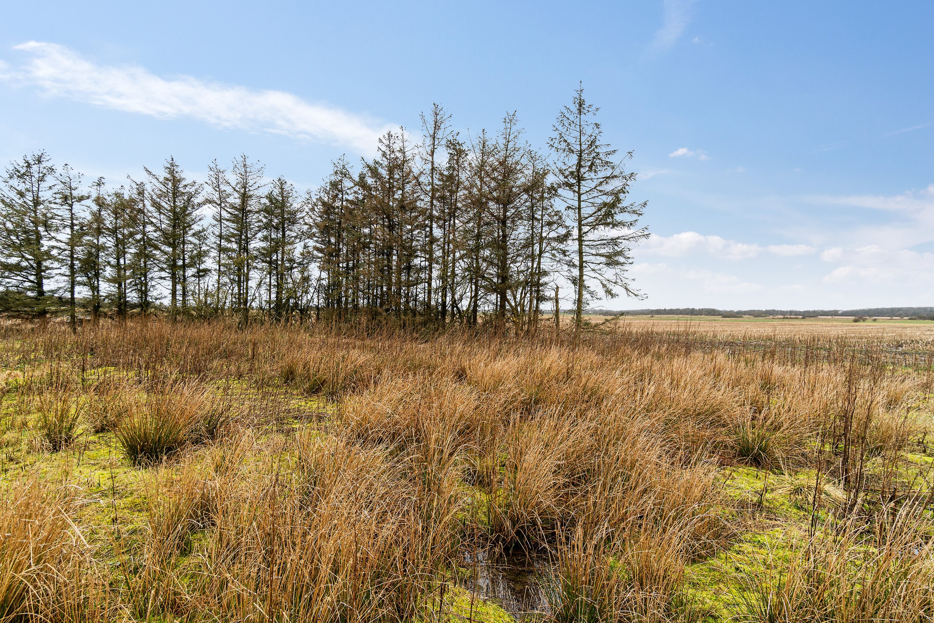 Fremhævet omgivelser billede i fuldskærmstilstand. Billede af Hølleskovvej 26, Spandet, 6760 Ribe
