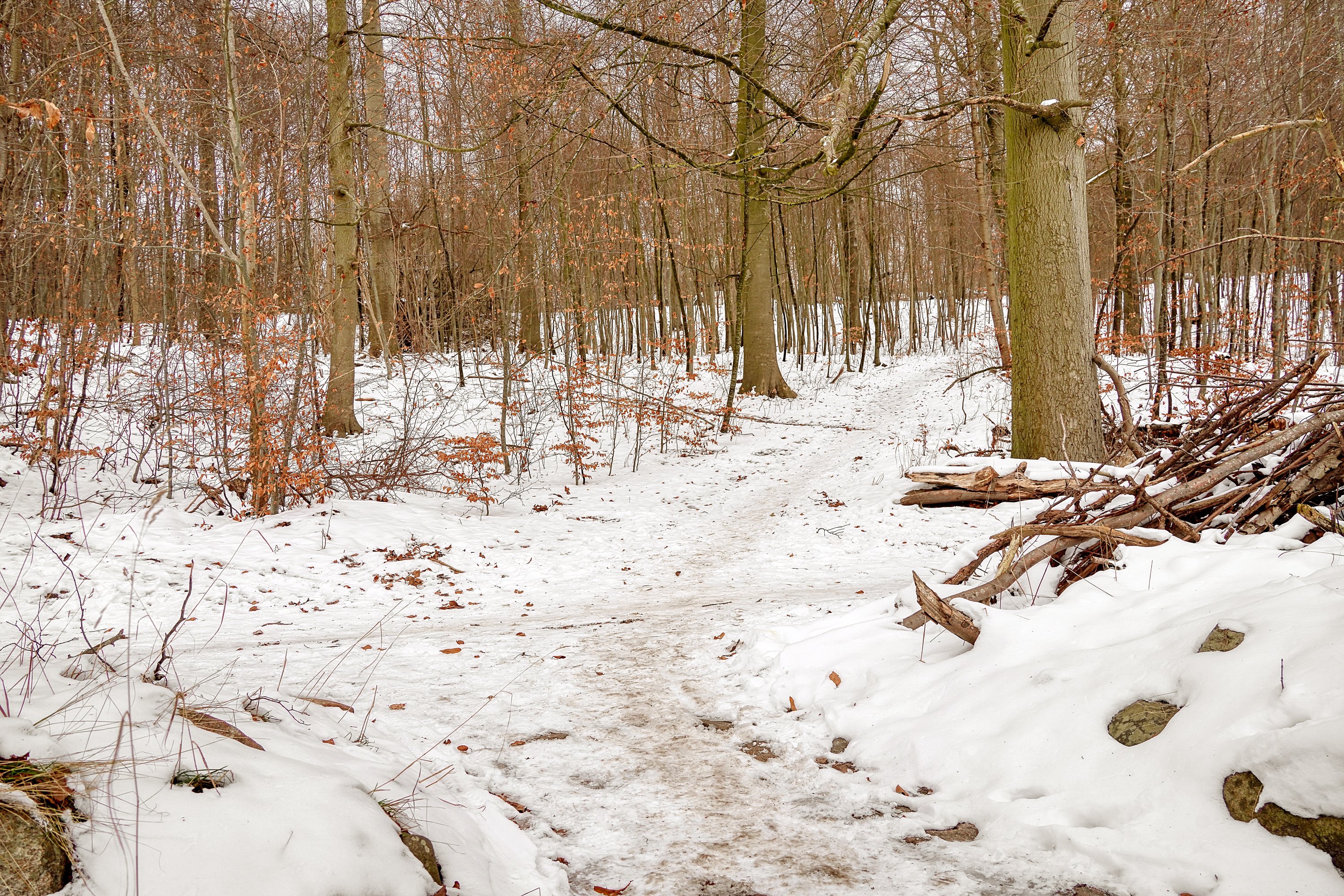 Fremhævet område billede i fuldskærmstilstand. Billede af Skandrups Alle 39, Hareskov, 3500 Værløse