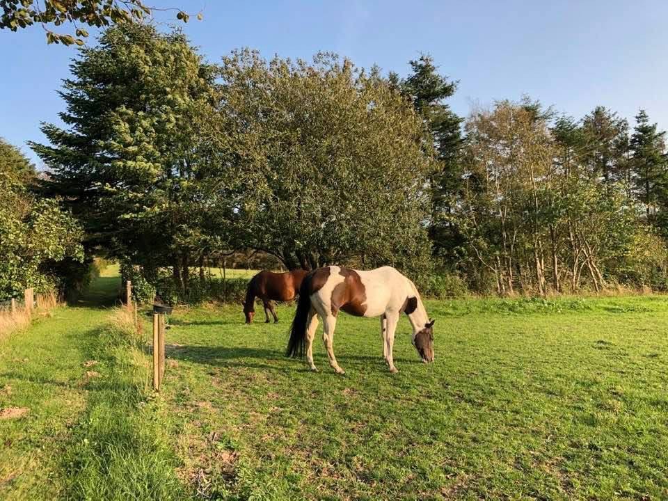 Fremhævet  billede i fuldskærmstilstand. Billede af Rakkebyvej 361, Rakkeby, 9800 Hjørring