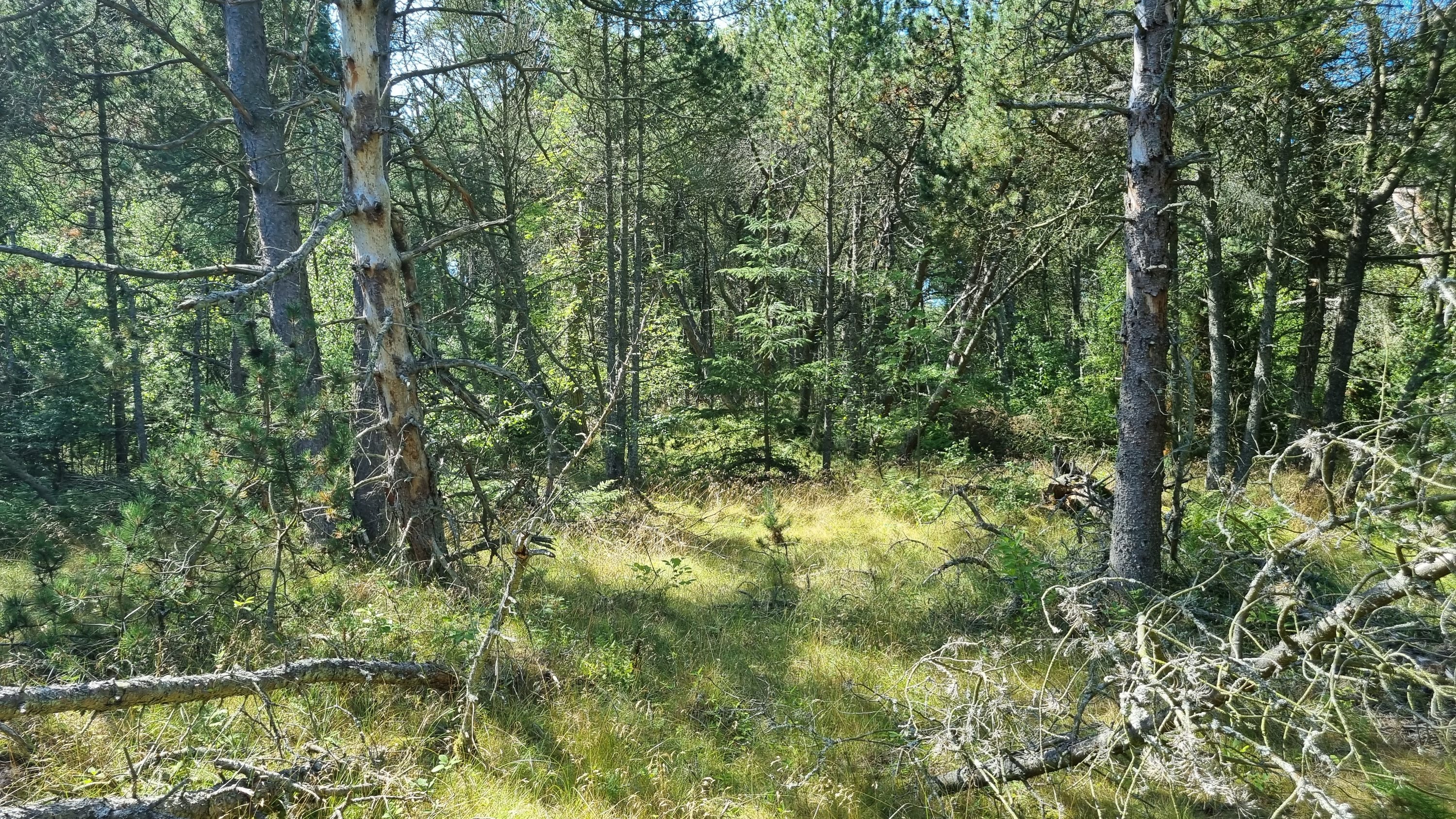 Miniaturebillede 1: andet. Billede af Hyldebærvej 16, Remmerne , 9940 Læsø