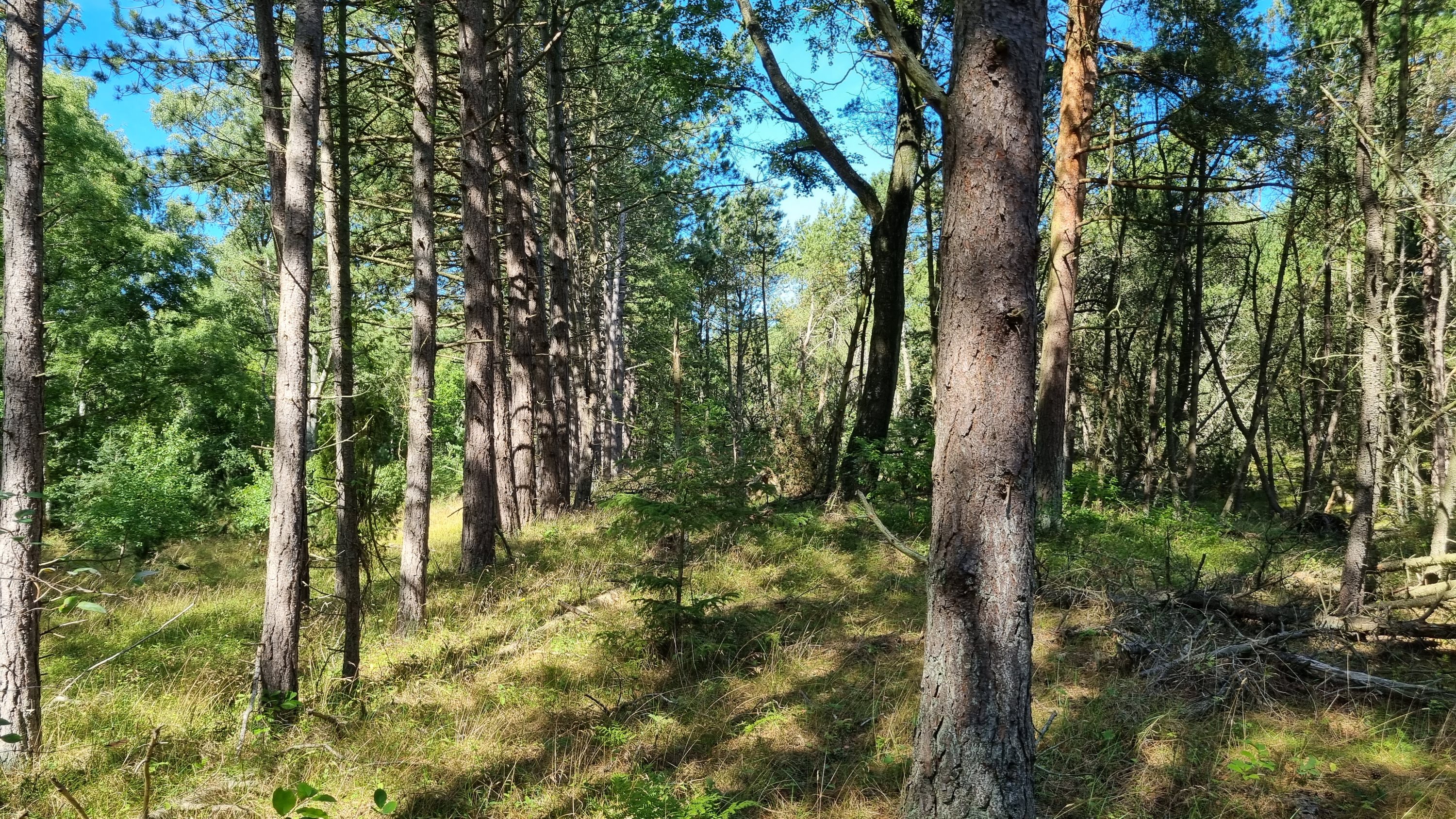 Miniaturebillede 2: andet. Billede af Hyldebærvej 16, Remmerne , 9940 Læsø