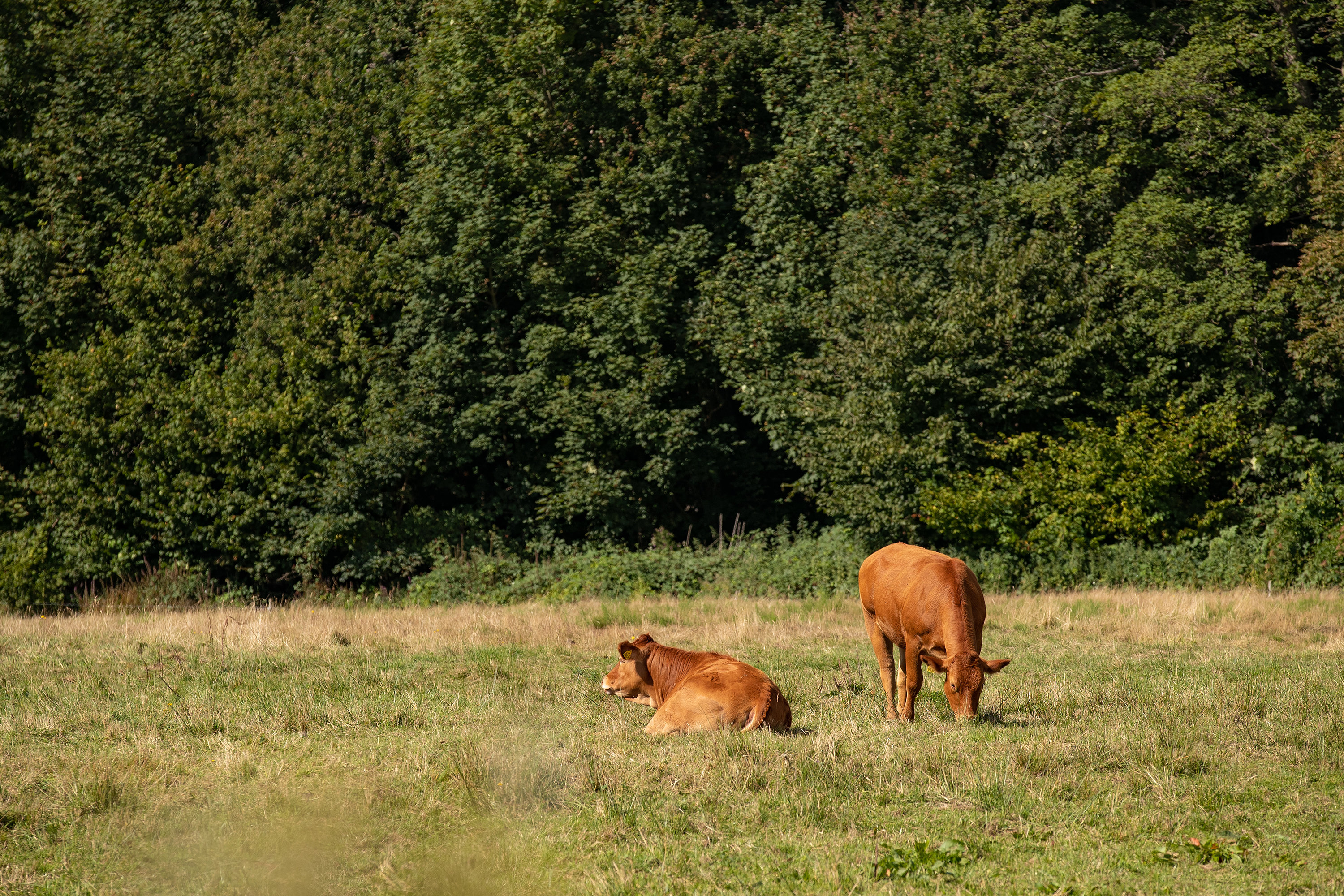 Fremhævet  billede i fuldskærmstilstand. Billede af Tuevej 3, 3630 Jægerspris