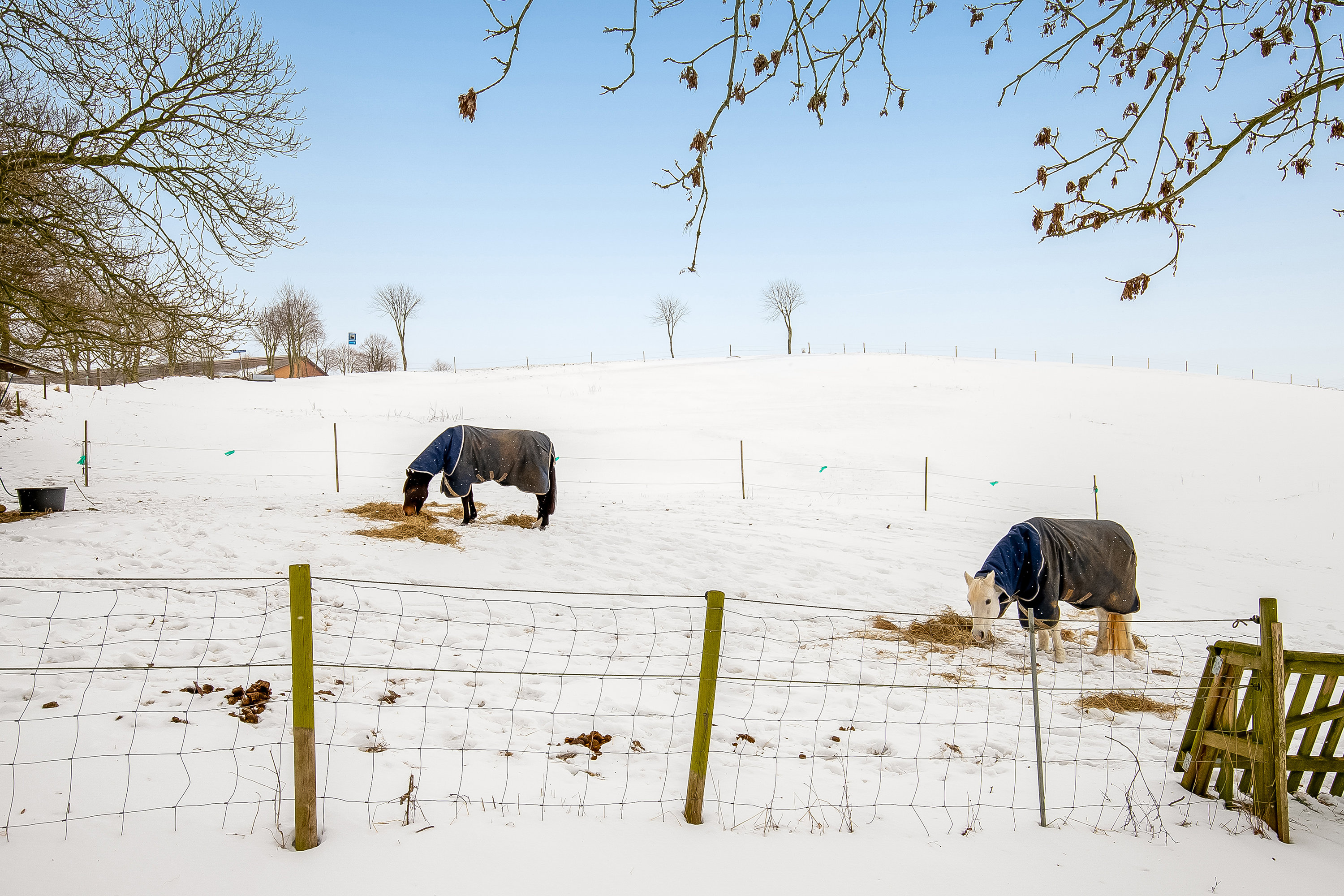 Fremhævet hestefold billede i fuldskærmstilstand. Billede af Gl Højenvej 105, 7100 Vejle