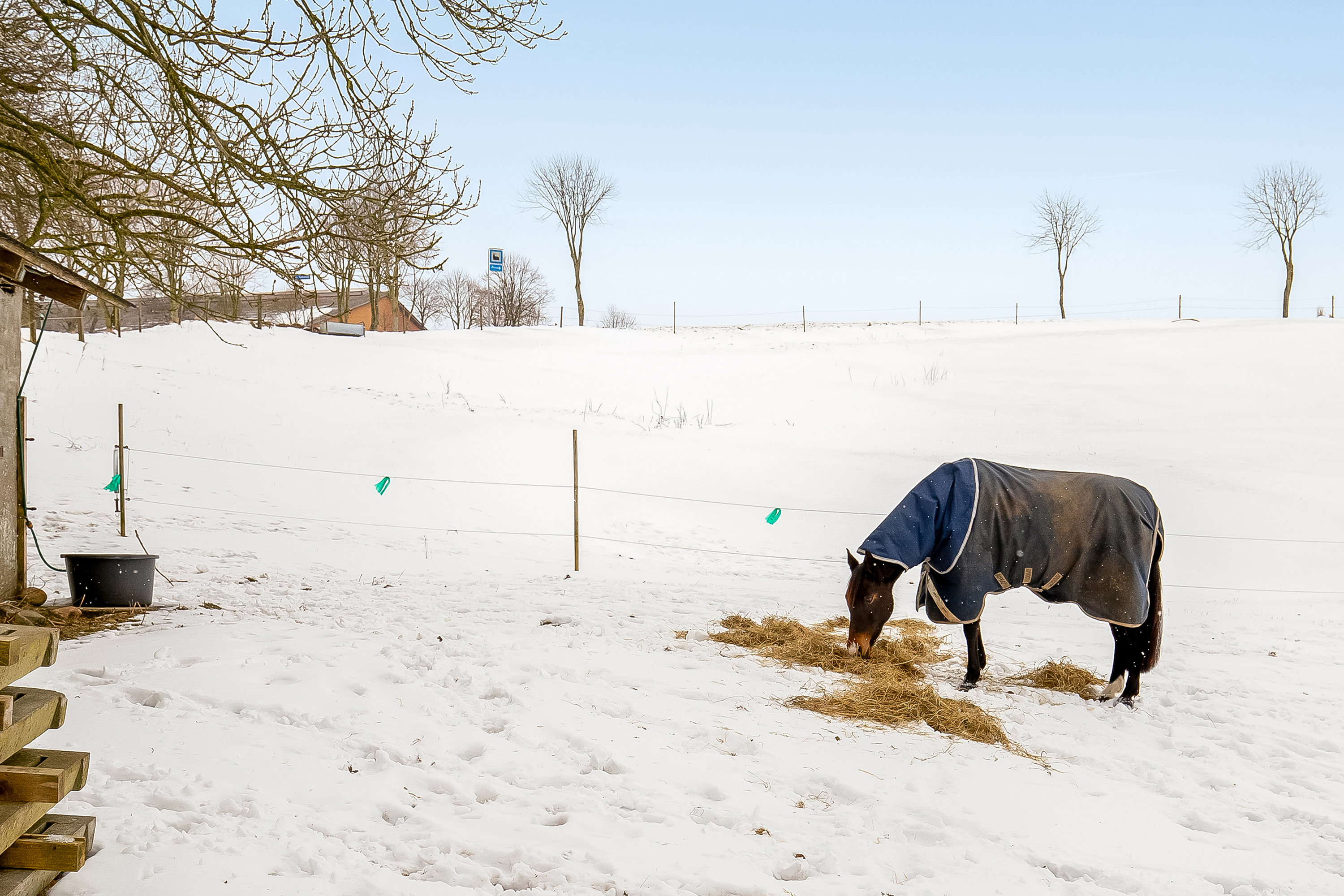 Fremhævet hestefold billede i fuldskærmstilstand. Billede af Gl Højenvej 105, 7100 Vejle