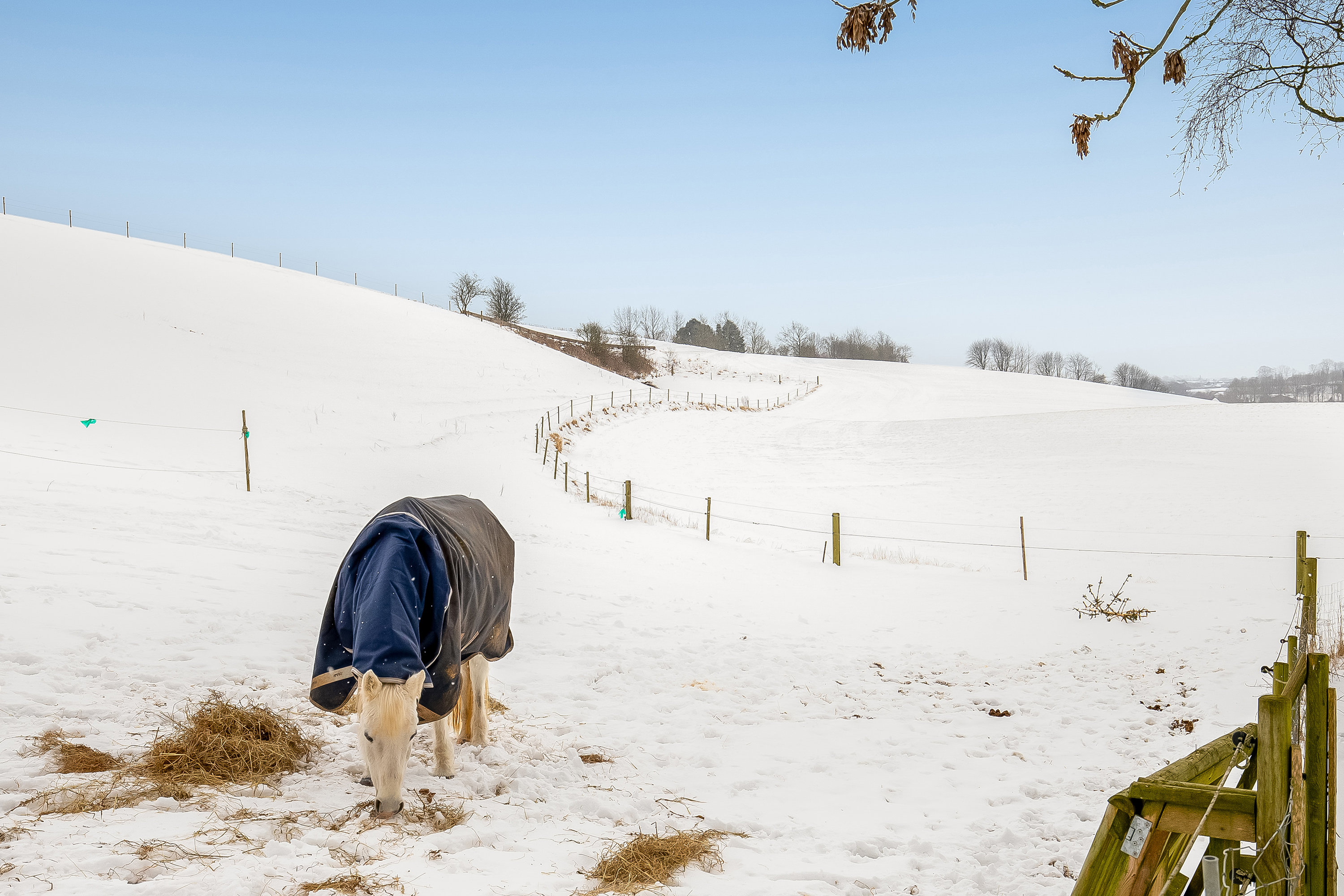 Fremhævet hestefold billede i fuldskærmstilstand. Billede af Gl Højenvej 105, 7100 Vejle