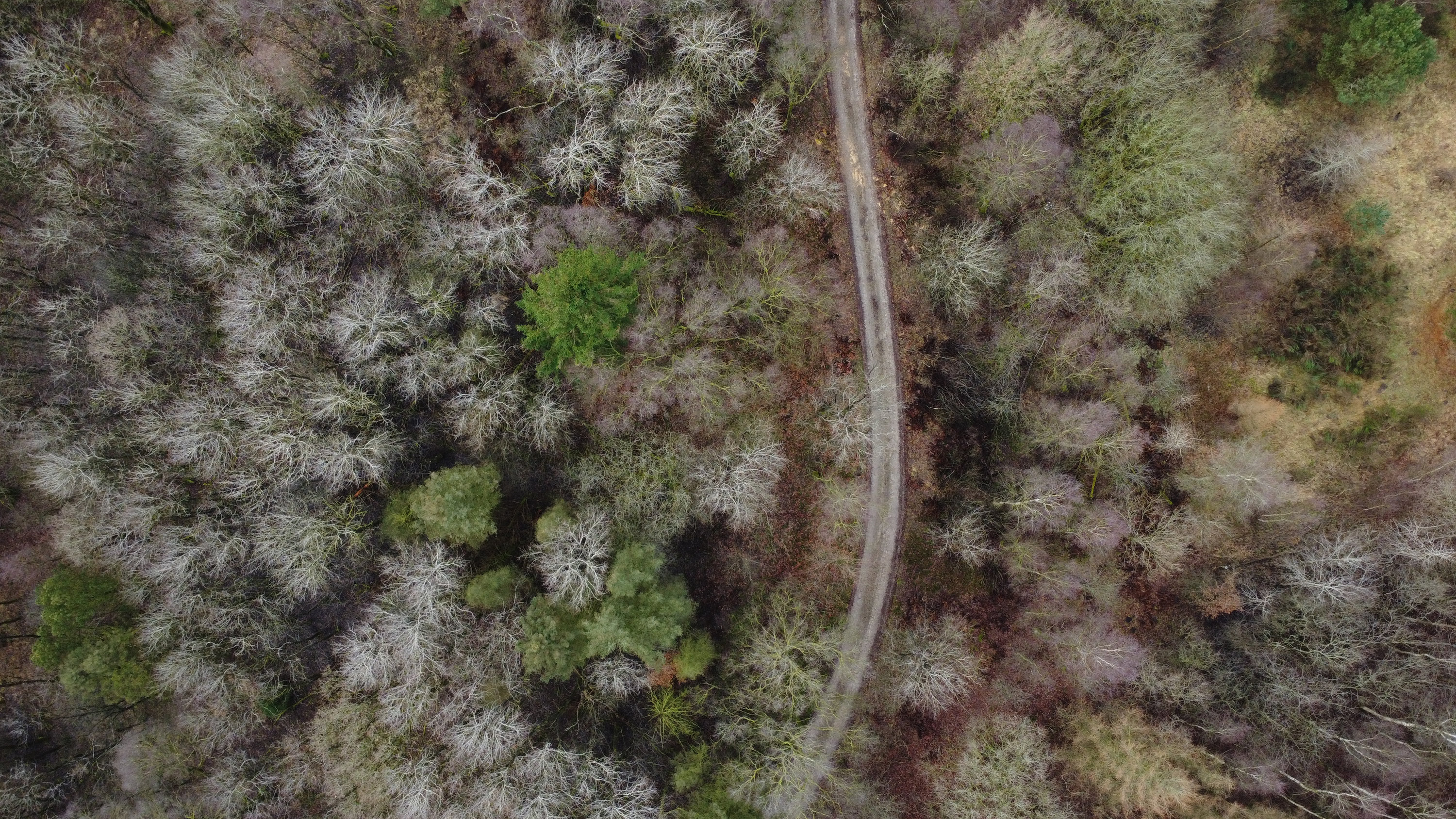 Fremhævet skov billede i fuldskærmstilstand. Billede af Hørupvej 22, Hørup, 9632 Møldrup