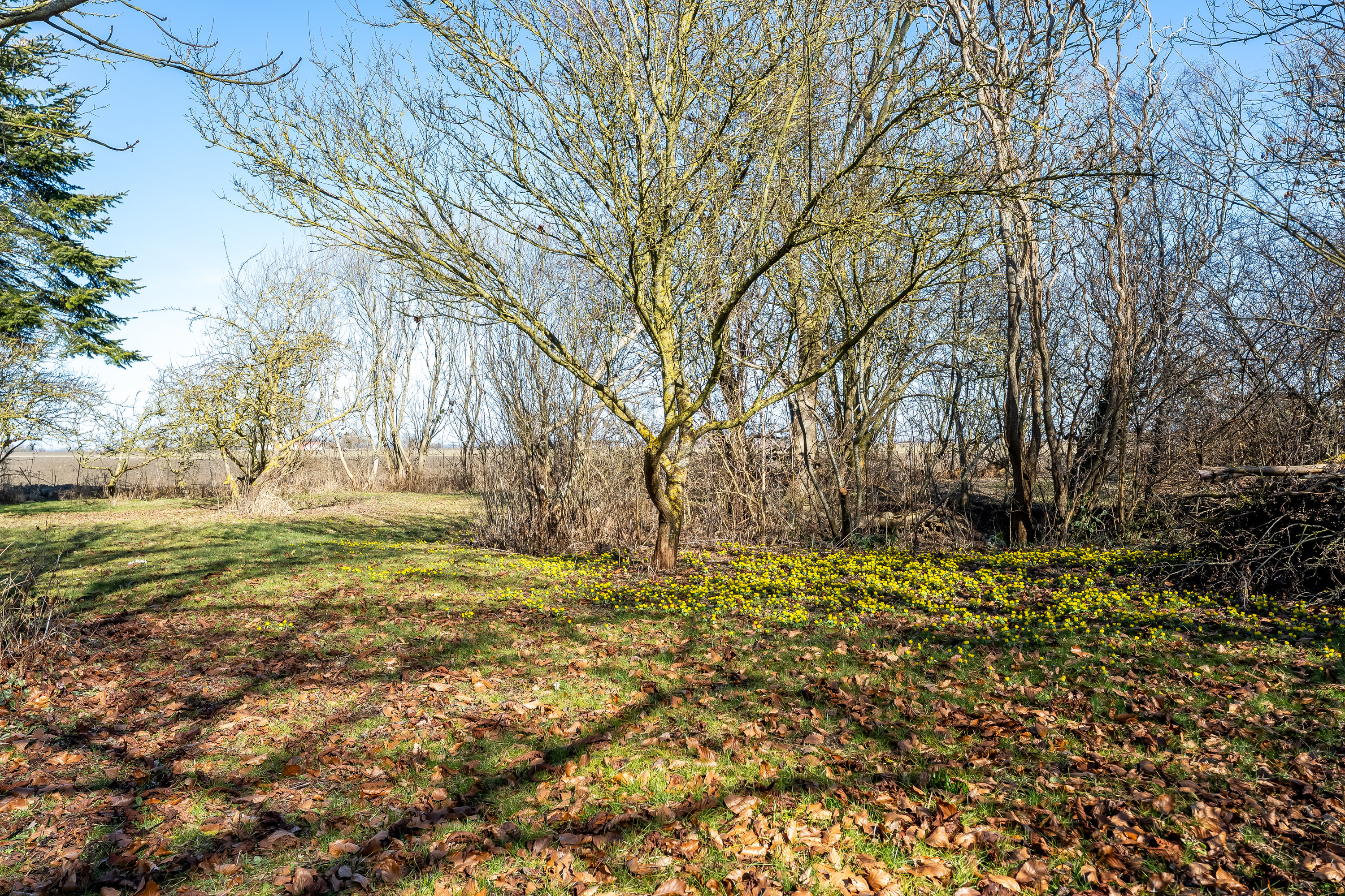 Fremhævet have billede i fuldskærmstilstand. Billede af Hestehavevej 5, 4983 Dannemare