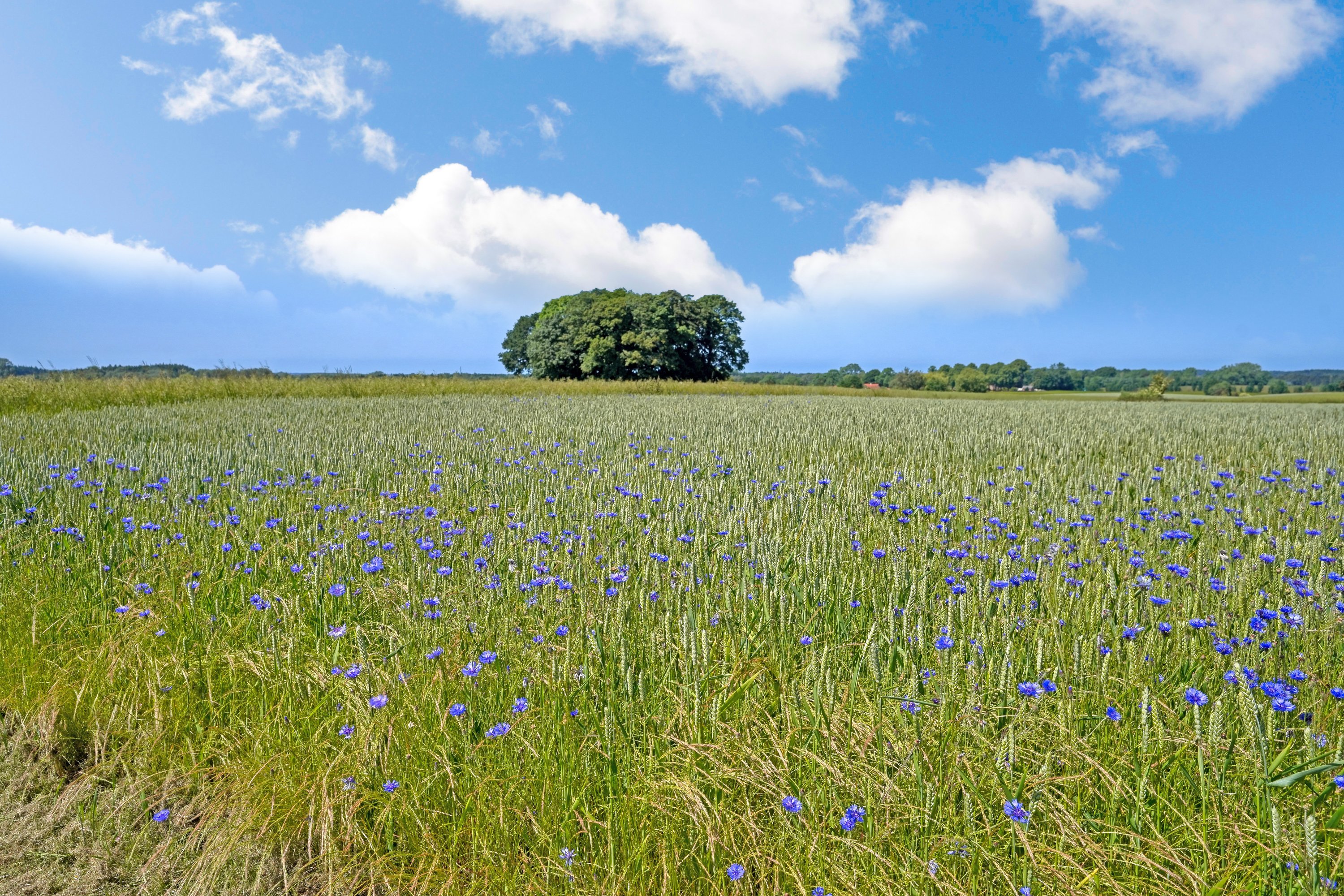 Fremhævet have billede i fuldskærmstilstand. Billede af Harløsevej 184, 3400 Hillerød