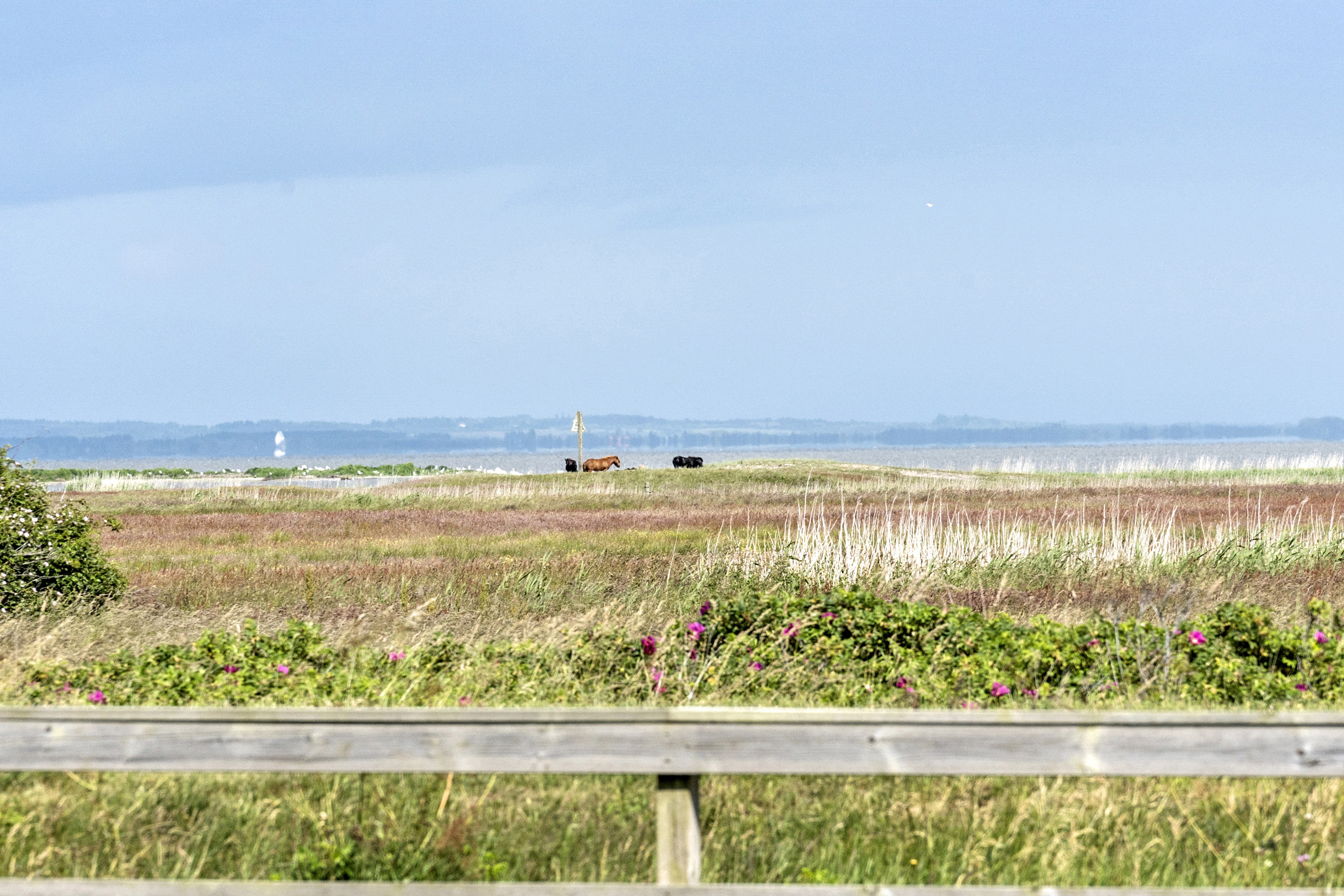 Fremhævet  billede i fuldskærmstilstand. Billede af Vesterledvej 1B, Haurvig, 6960 Hvide Sande
