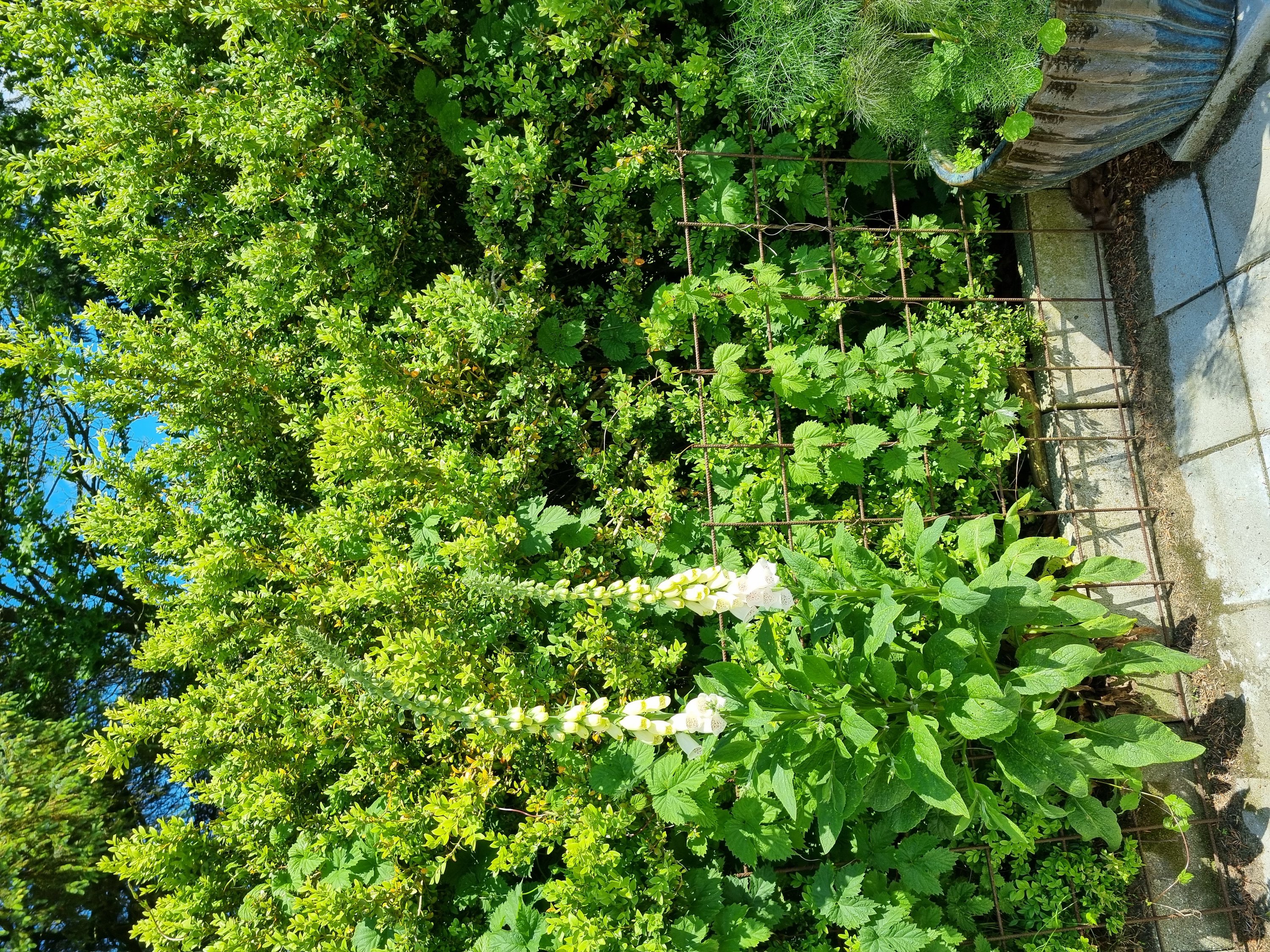 Fremhævet  billede i fuldskærmstilstand. Billede af Østerhedenvej 45, 9830 Tårs