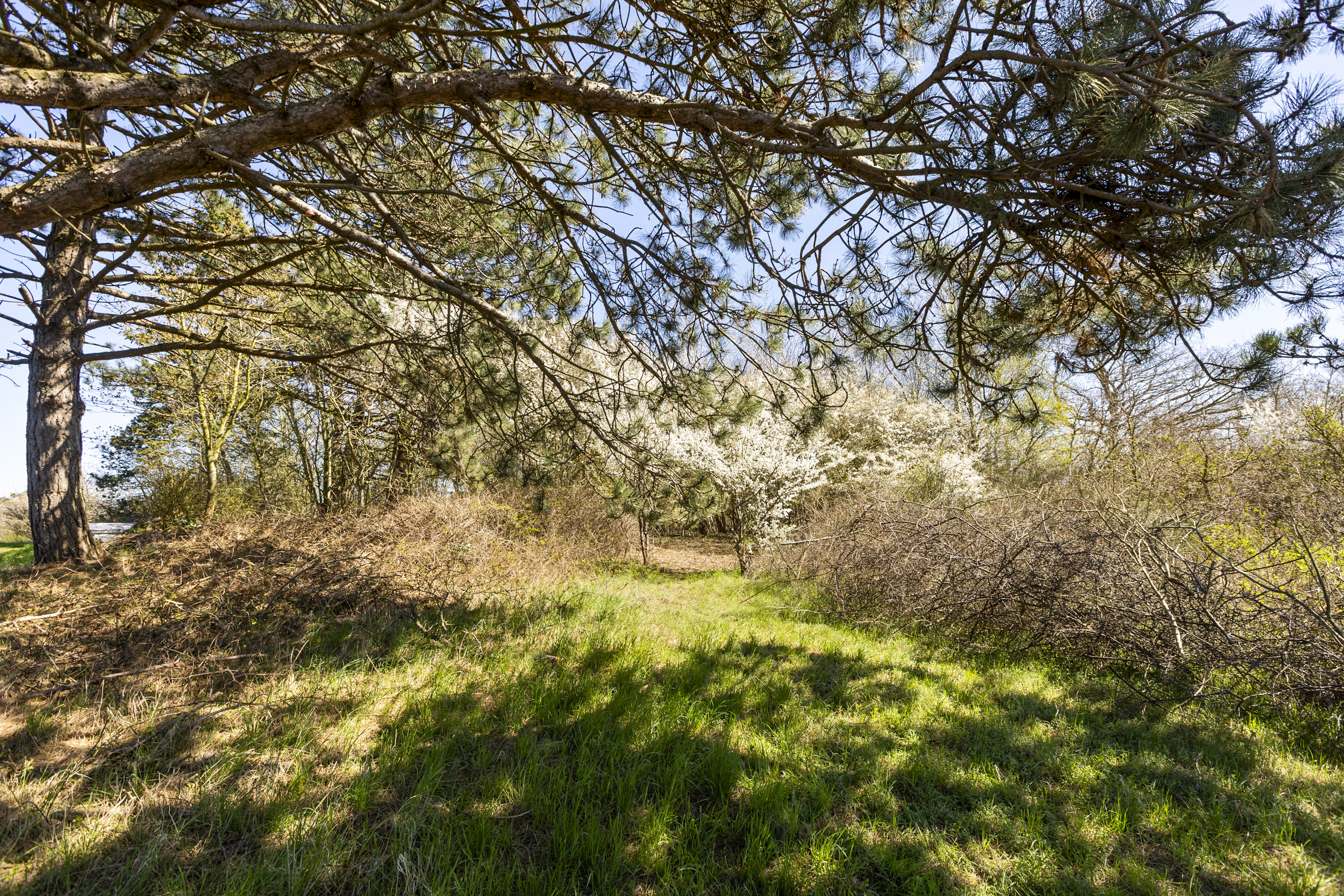 Miniaturebillede 2: grund. Billede af Sandlodsvej 13, 4400 Kalundborg