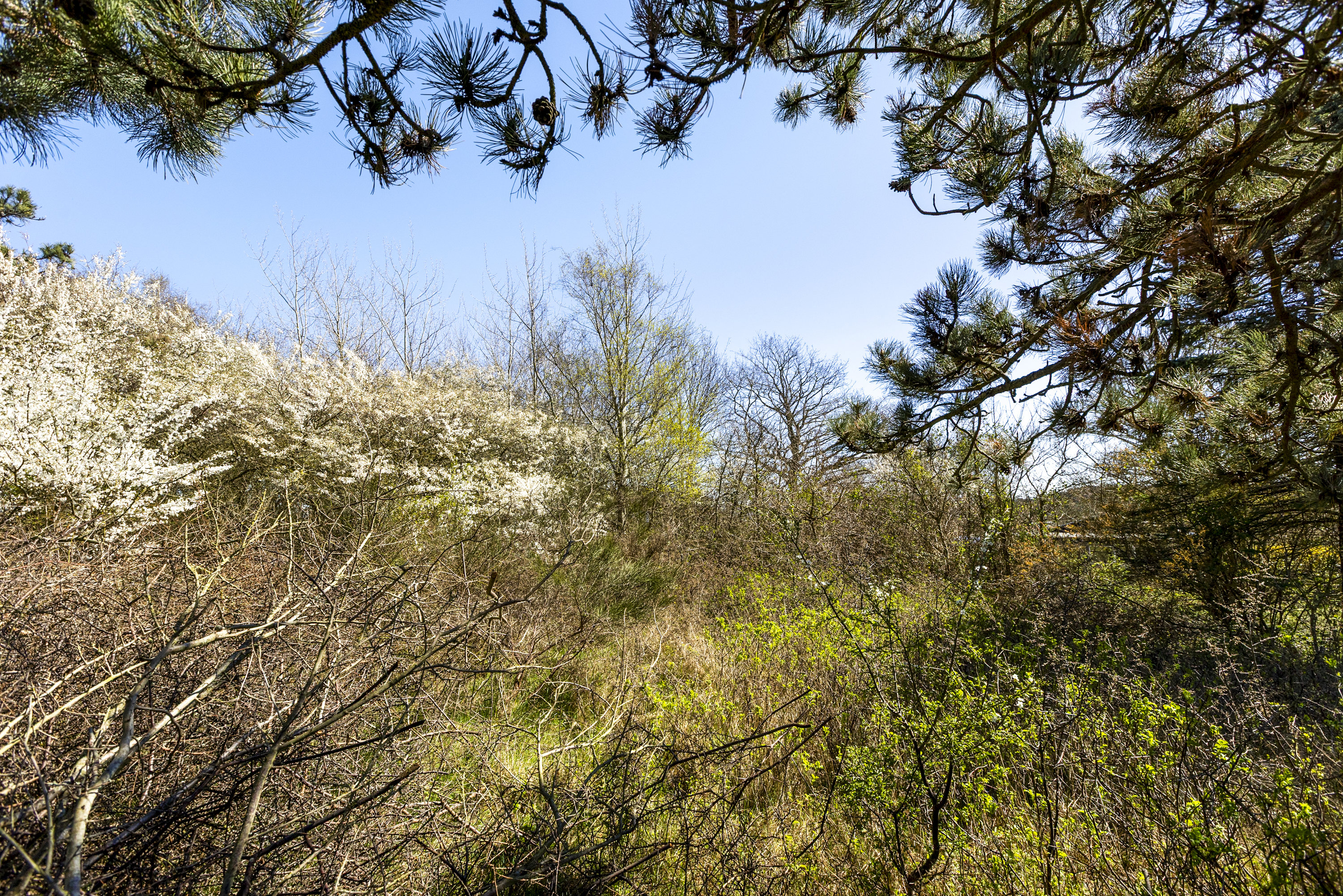 Fremhævet grund billede i fuldskærmstilstand. Billede af Sandlodsvej 13, 4400 Kalundborg