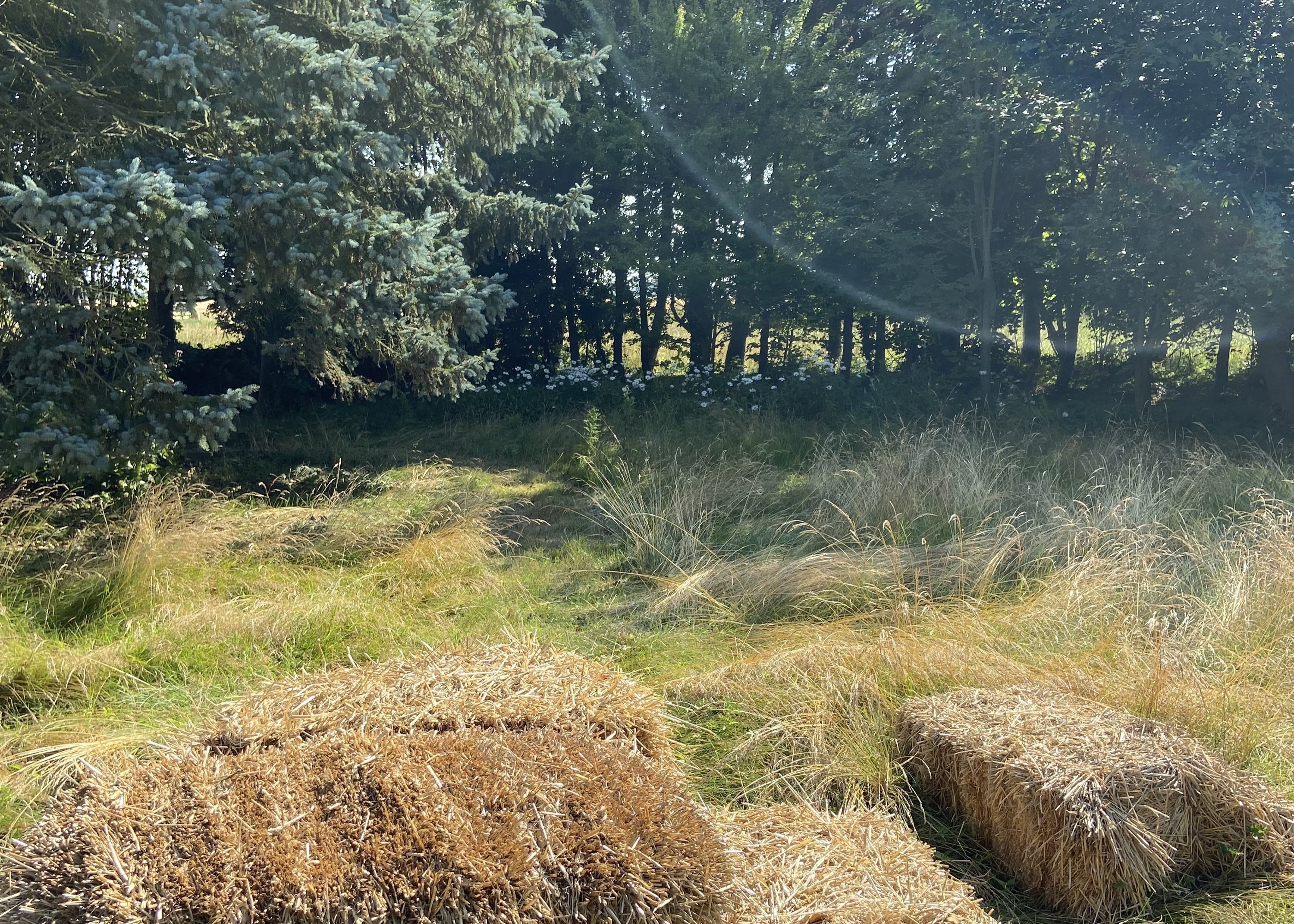 Fremhævet  billede i fuldskærmstilstand. Billede af Kuditsevej 3, 4983 Dannemare