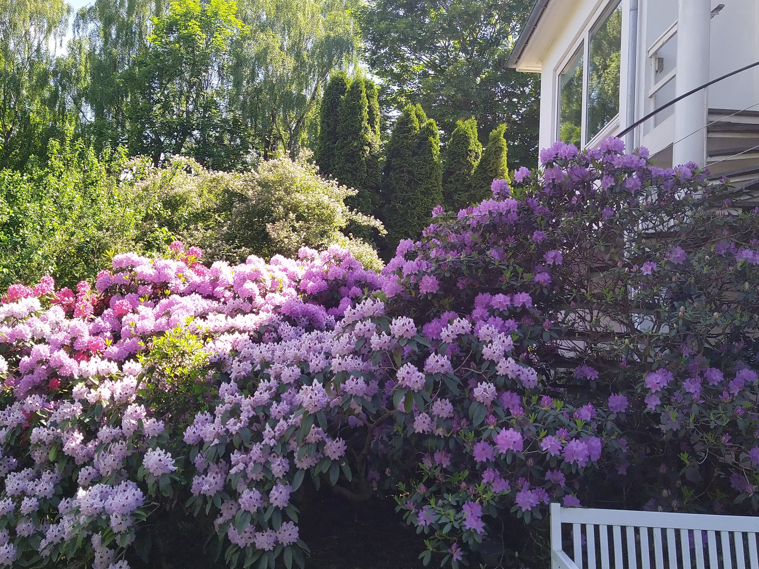 Fremhævet sælger - rhododendron billede i fuldskærmstilstand. Billede af Tremhøjvej 5, Tvingstrup, 8700 Horsens