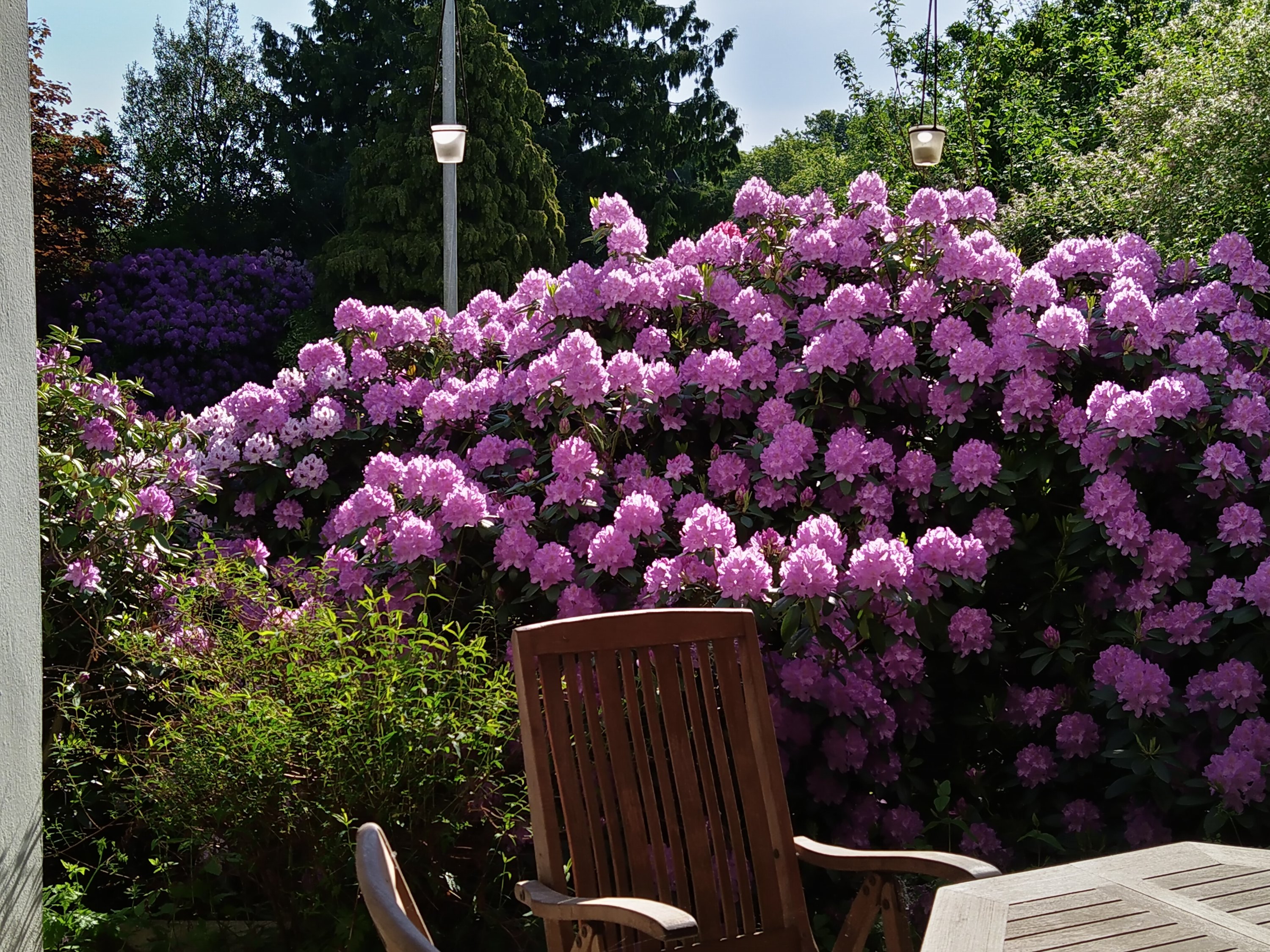 Fremhævet sælger - rhododendron billede i fuldskærmstilstand. Billede af Tremhøjvej 5, Tvingstrup, 8700 Horsens