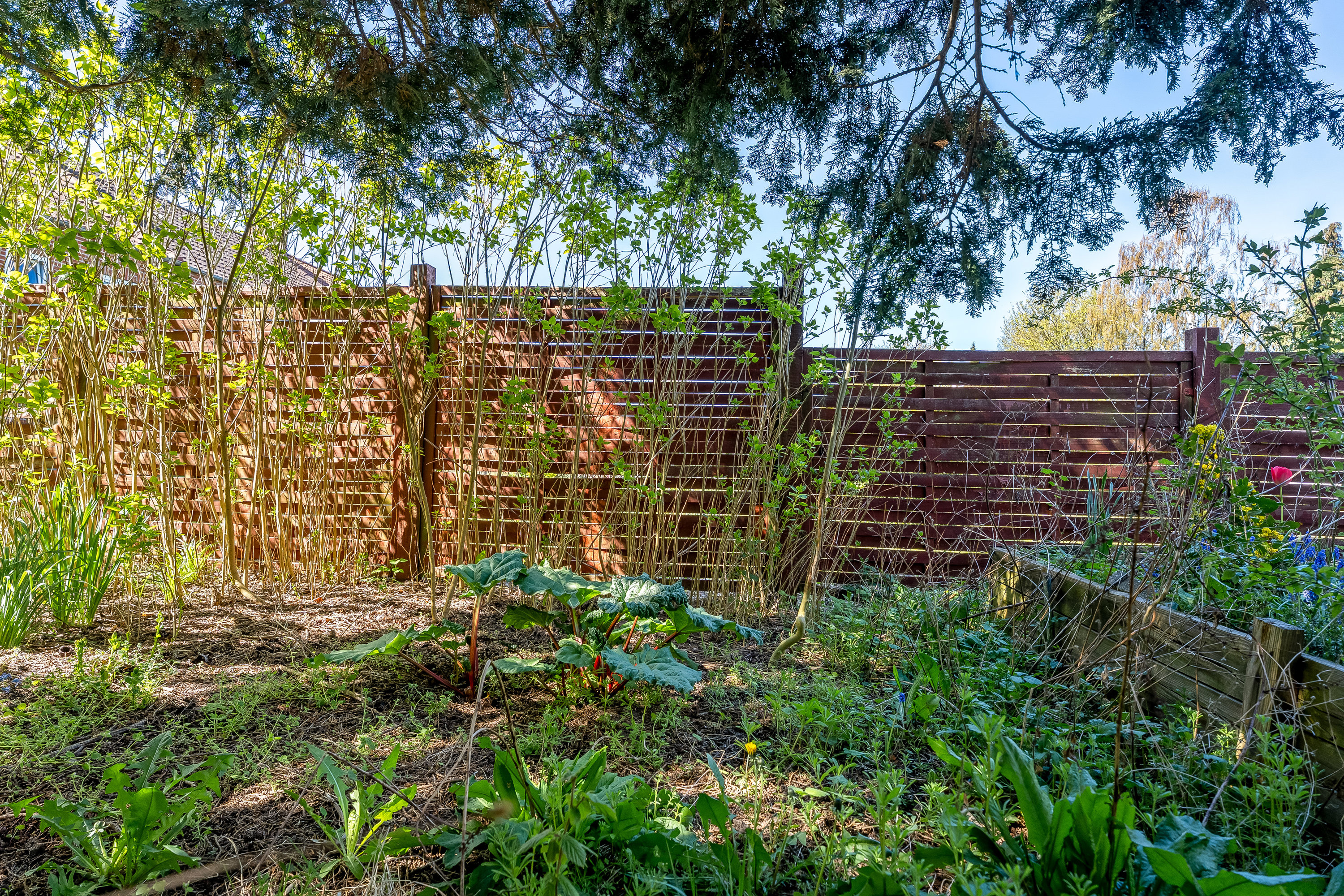 Fremhævet have billede i fuldskærmstilstand. Billede af Rolfsvej 15, 4900 Nakskov