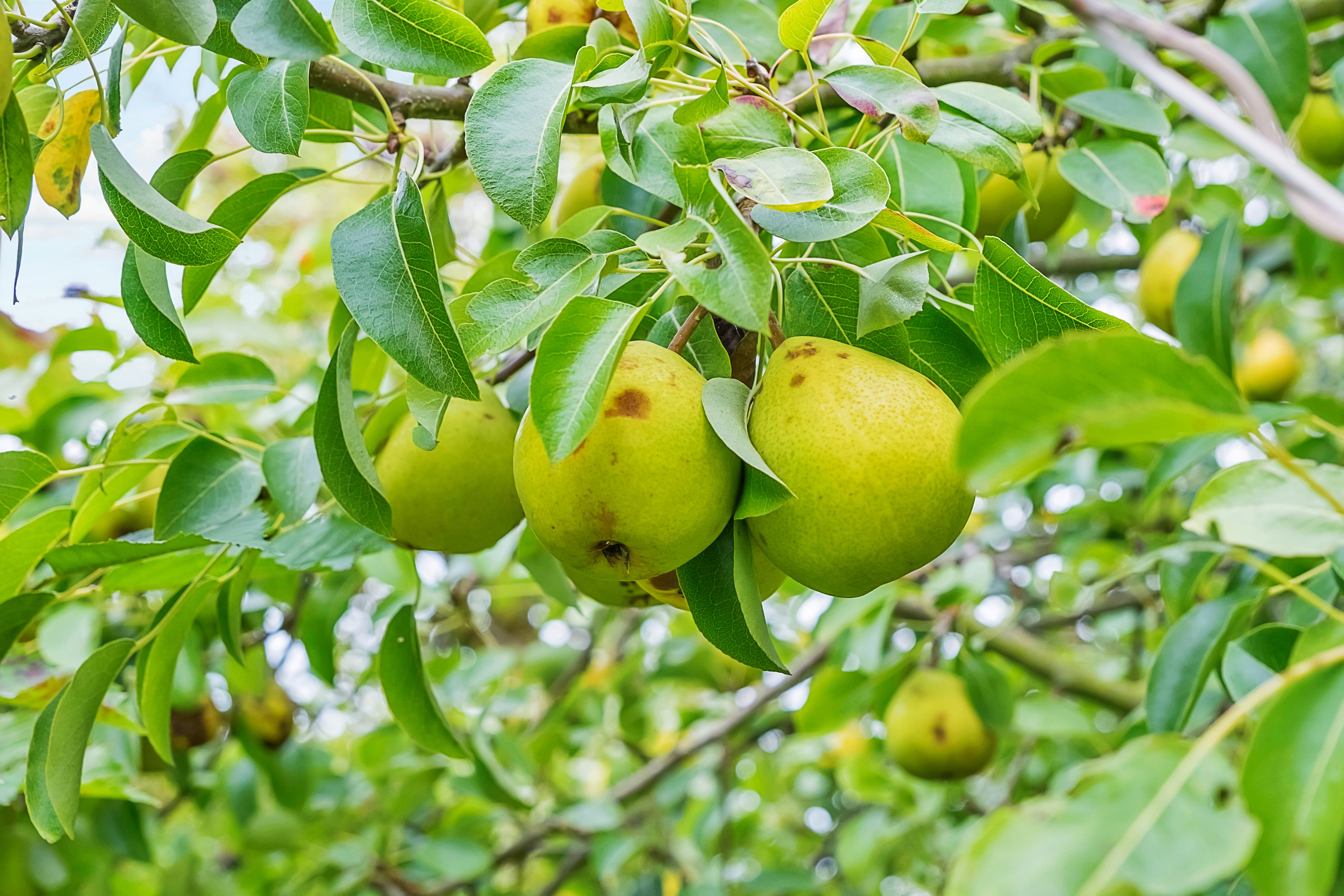 Fremhævet have billede i fuldskærmstilstand. Billede af Slåenbakken 6, 8520 Lystrup
